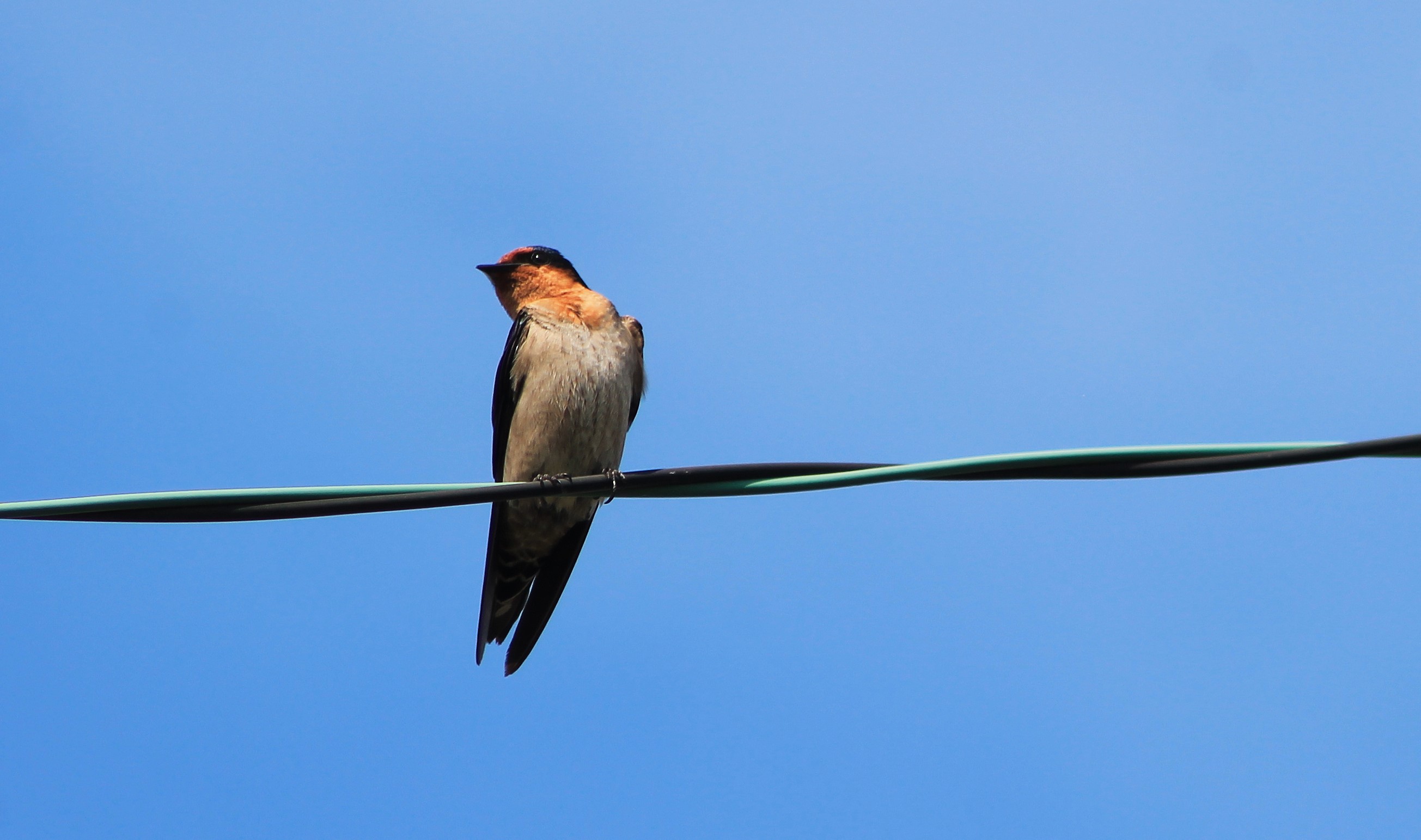 Pacific Swallow (Hirundo tahitica namiyei)