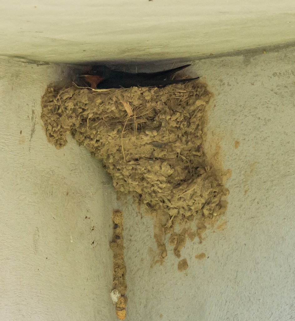 Pacific Swallow on nest