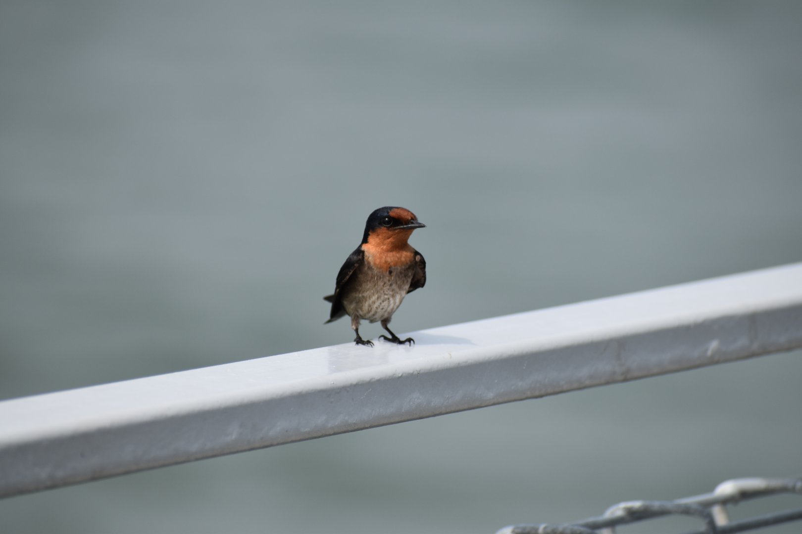 Pacific Swallow ~ Pulau Ubin