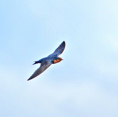 Pacific swallow ?