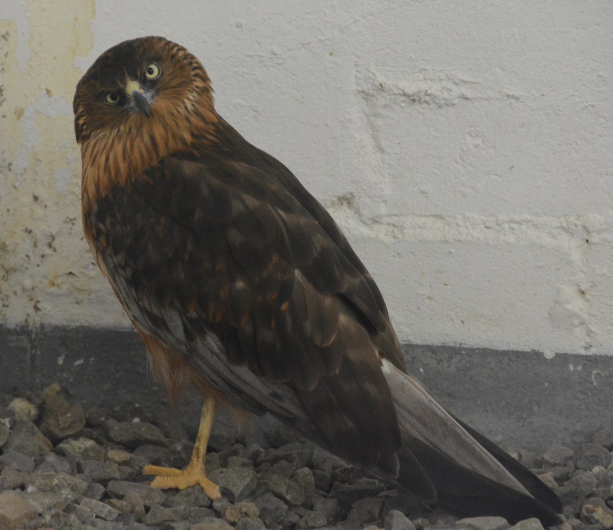 Pacific swamp harrier