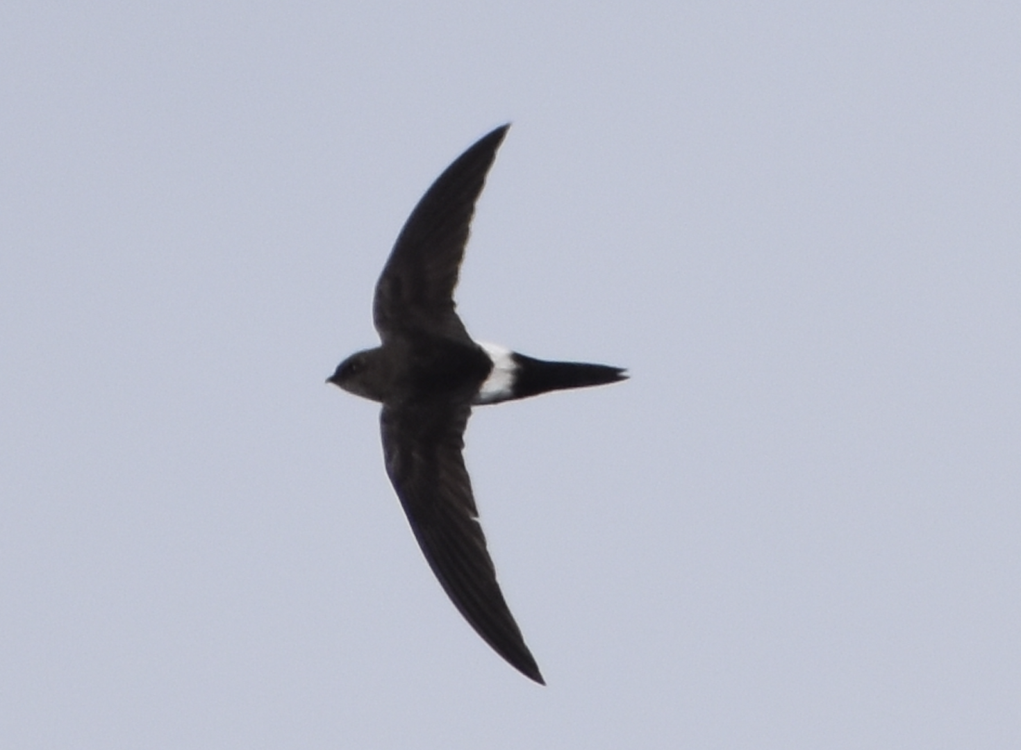 Pacific Swift ~ Mt. Karamatsu, Hakuba
