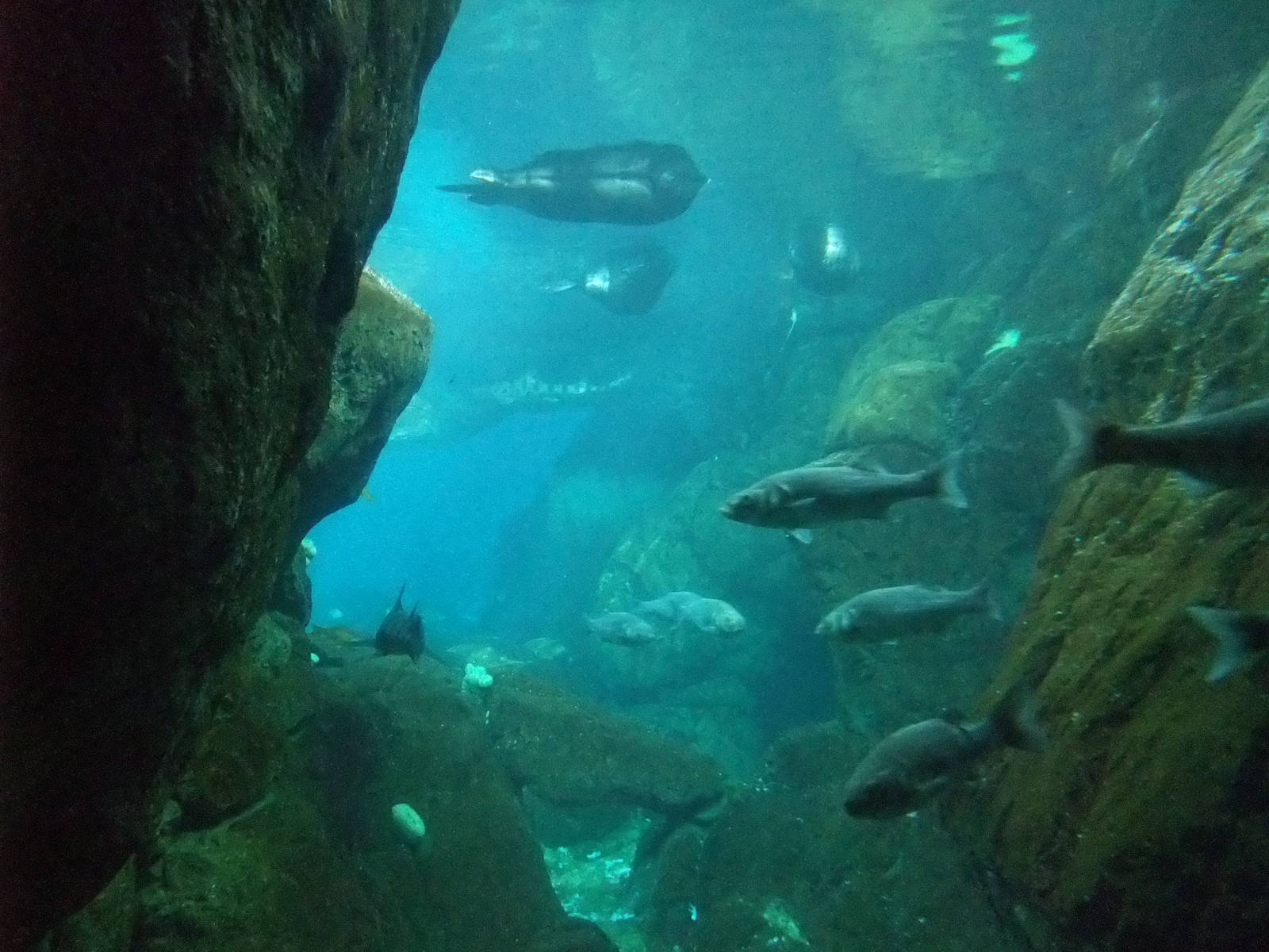 Pacific Tank at Lisbon Oceanarium, 25/05/11