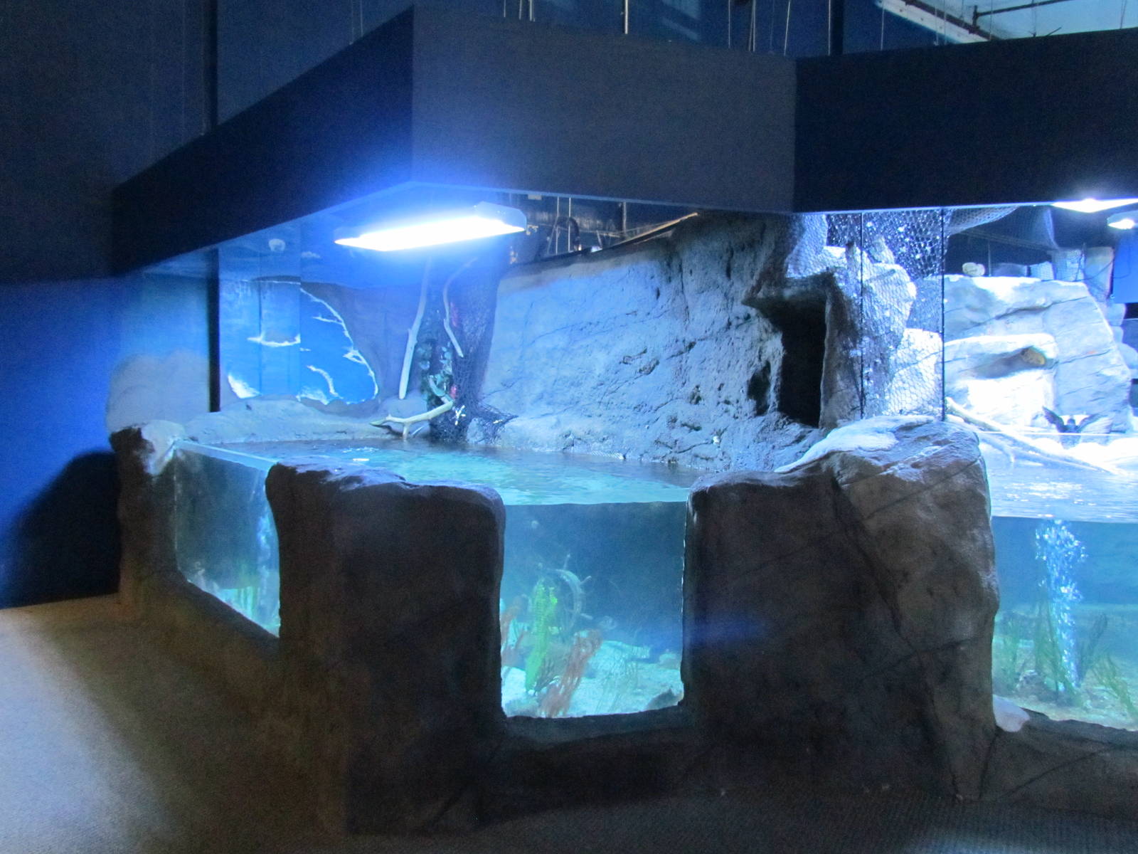 Pacific Temperate Tank and Puffin Exhibit