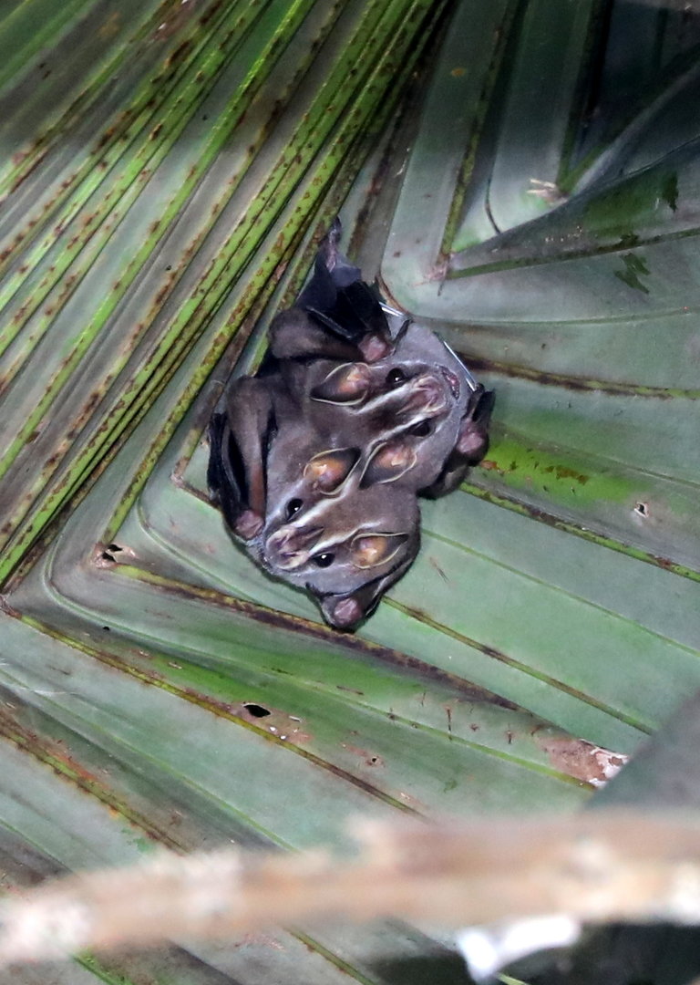 Pacific Tent-making Bat (Uroderma convexum)