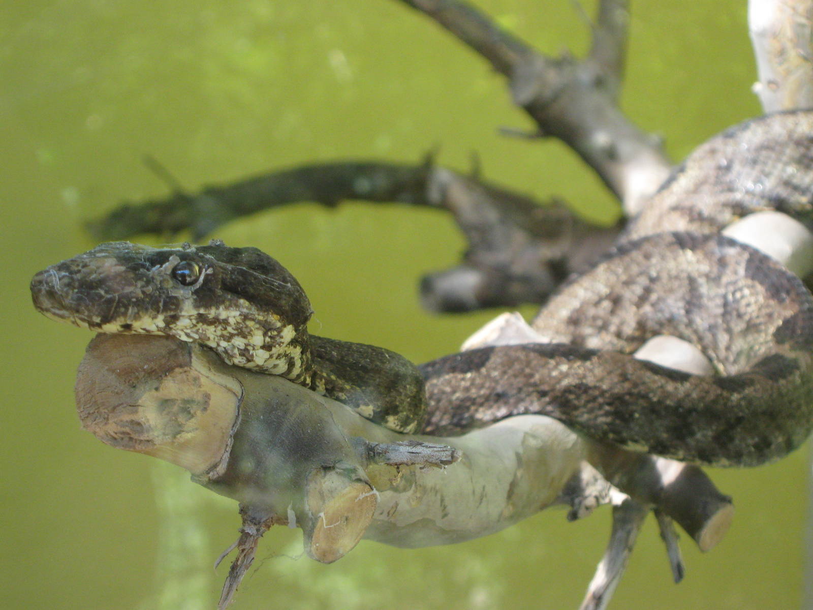 Pacific tree boa (Candoia bibroni)