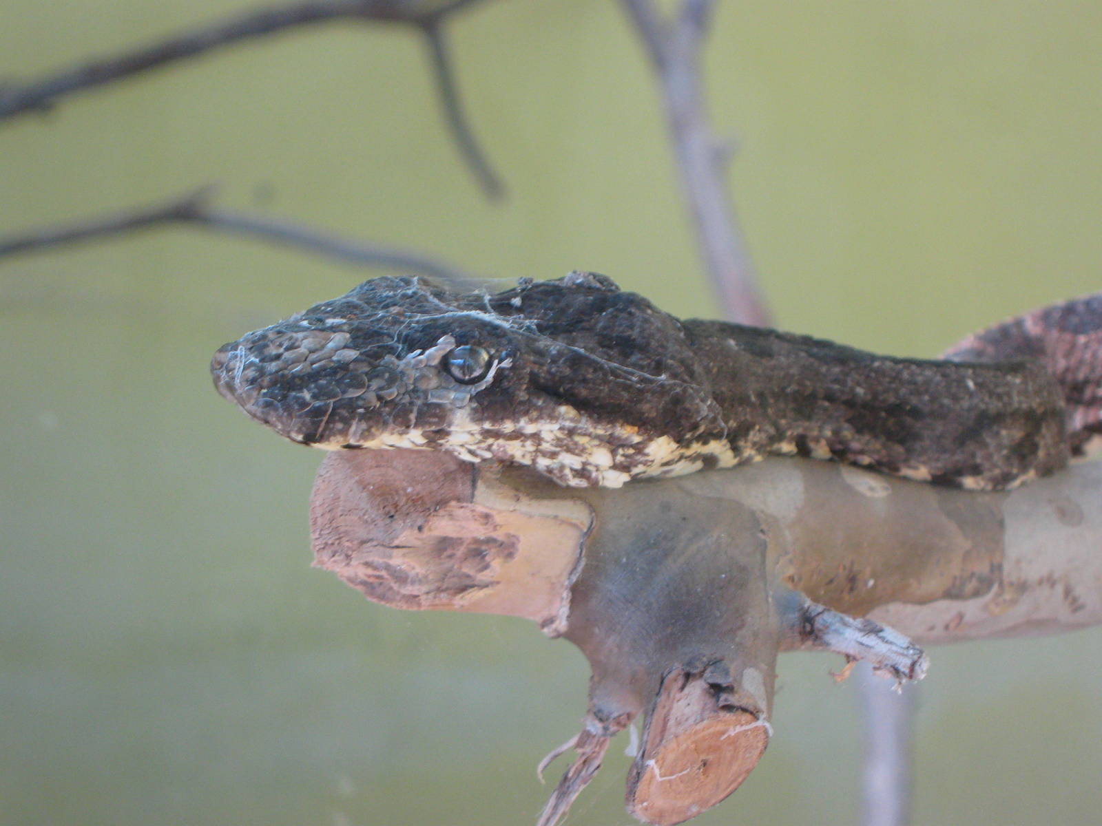 Pacific tree boa (Candoia bibroni)