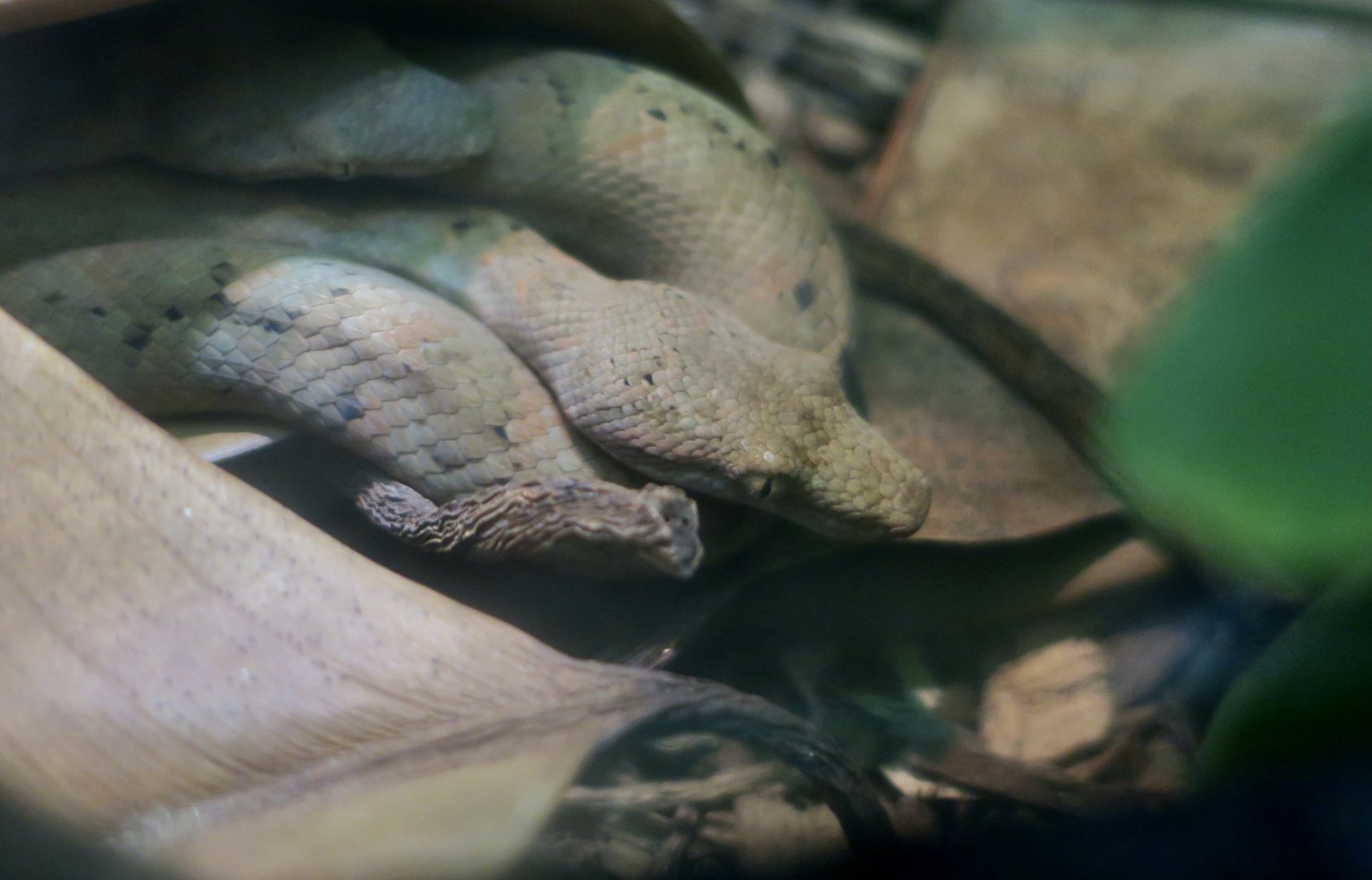 Pacific Tree Boa (Candoia bibroni)