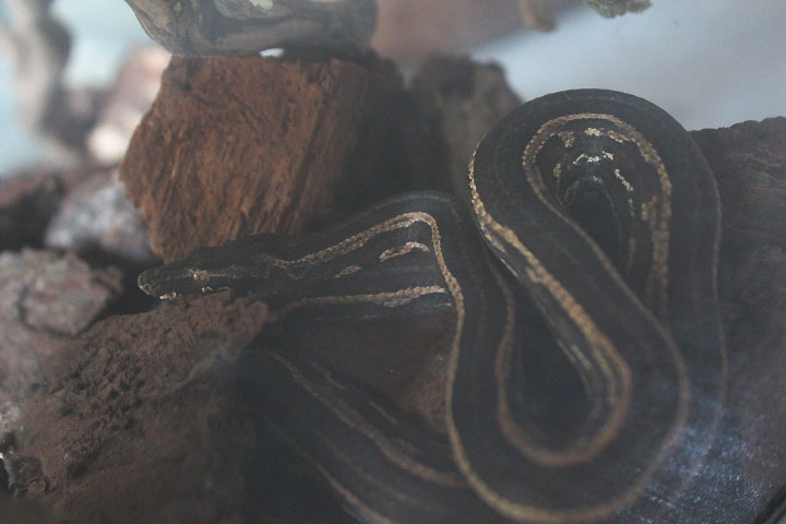 Pacific tree boa (Candoia carinata carinata) - Jogja Exotarium
