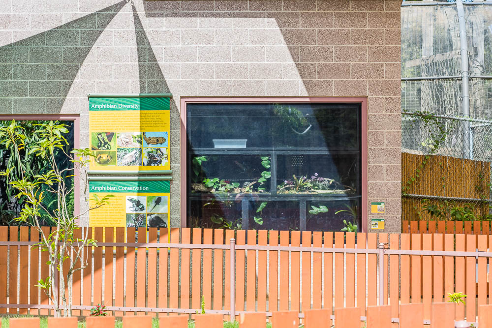 Pacific Tree Frog and Dyeing Poison Frog Exhibit