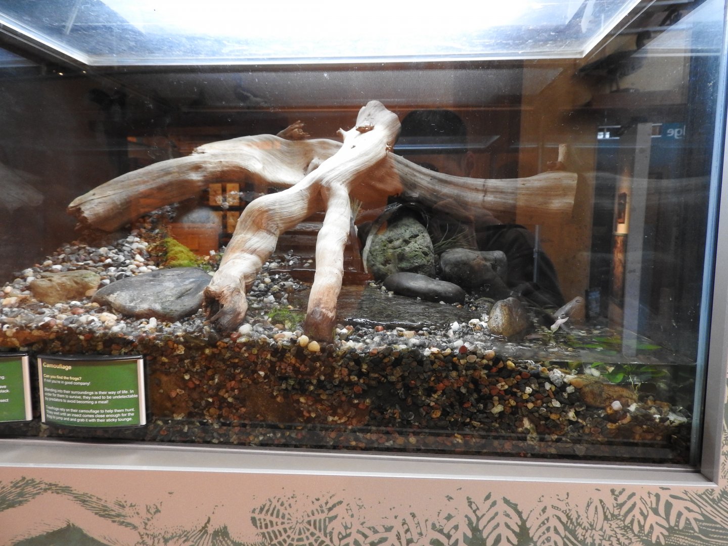 Pacific Tree Frog exhibit