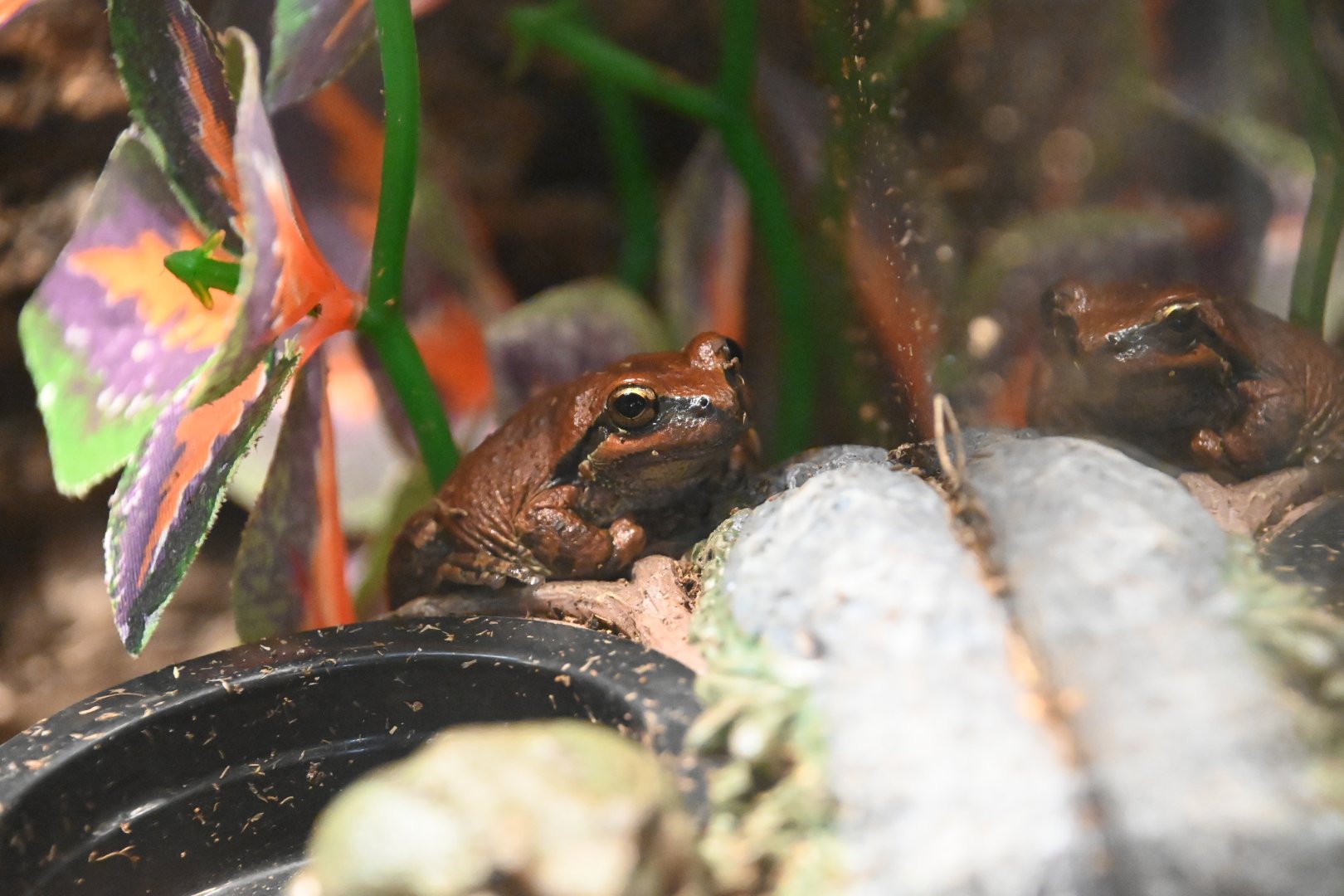 Pacific tree frog (Pseudacris regilla)