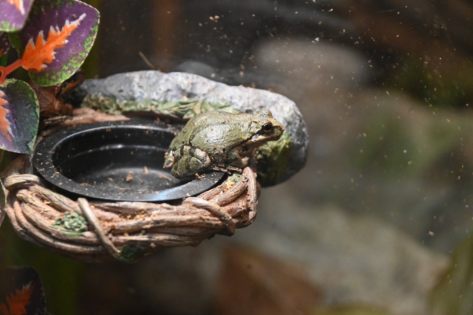 Pacific tree frog (Pseudacris regilla)