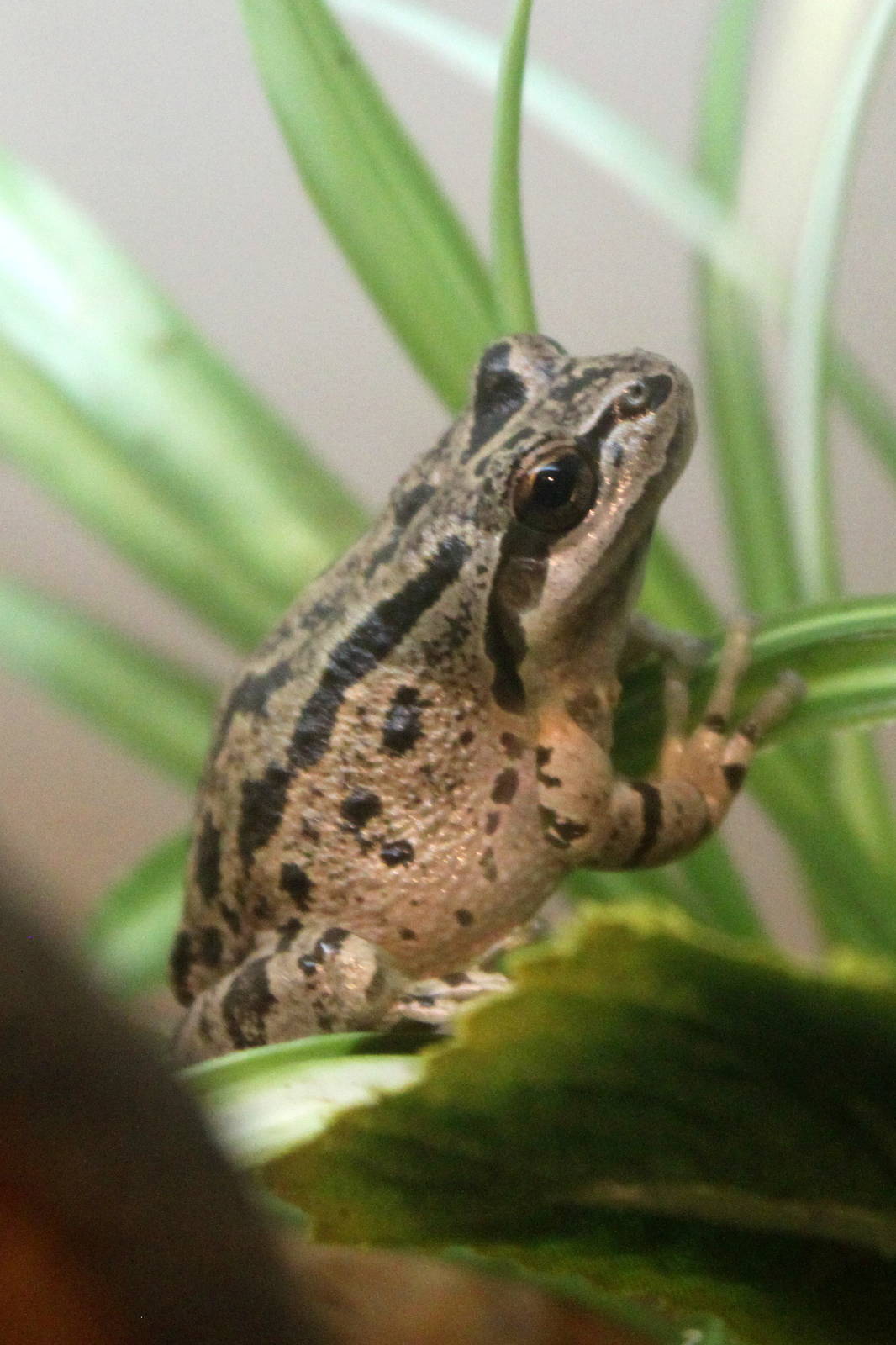 Pacific Tree Frog