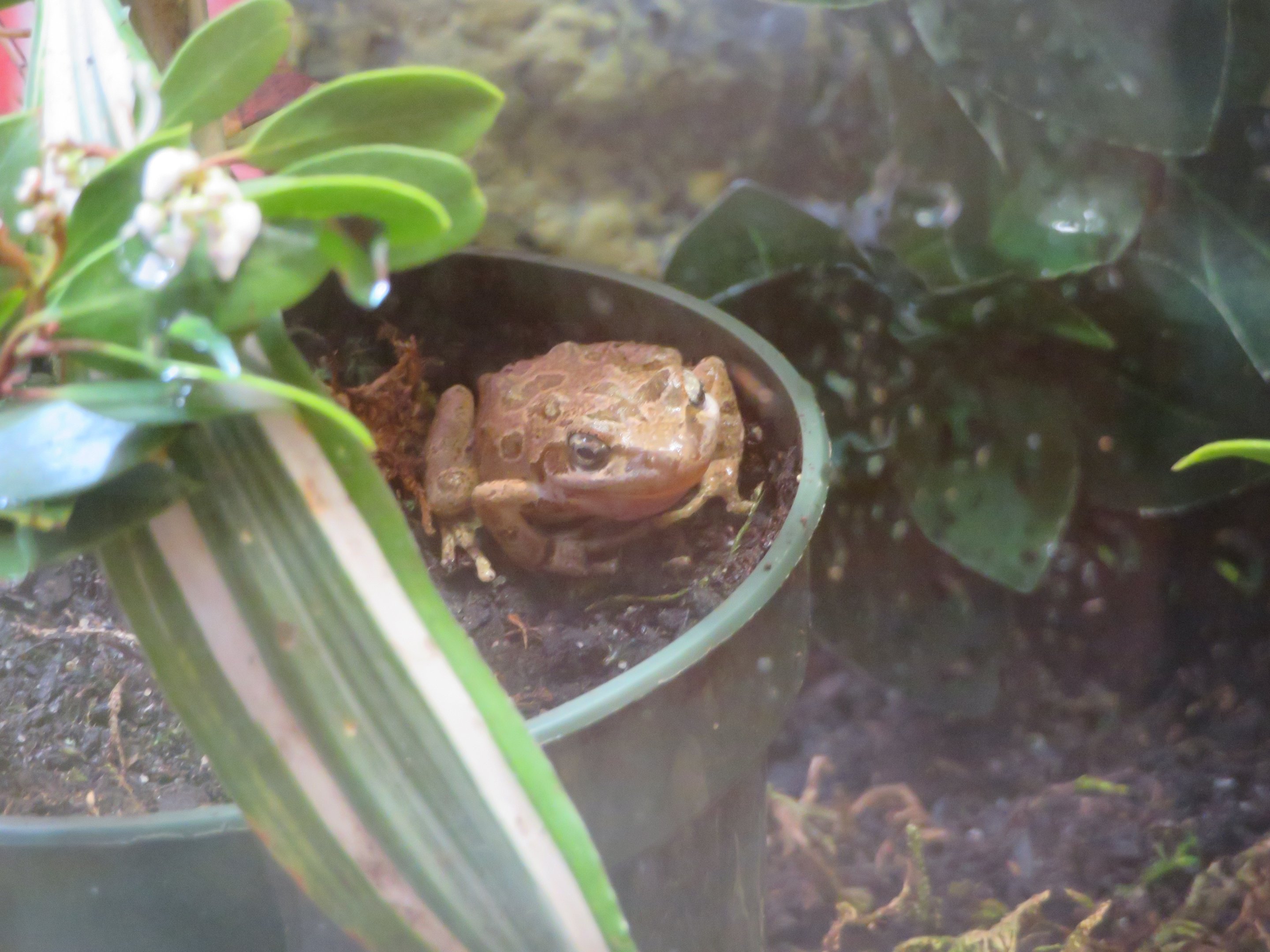 Pacific Tree Frog