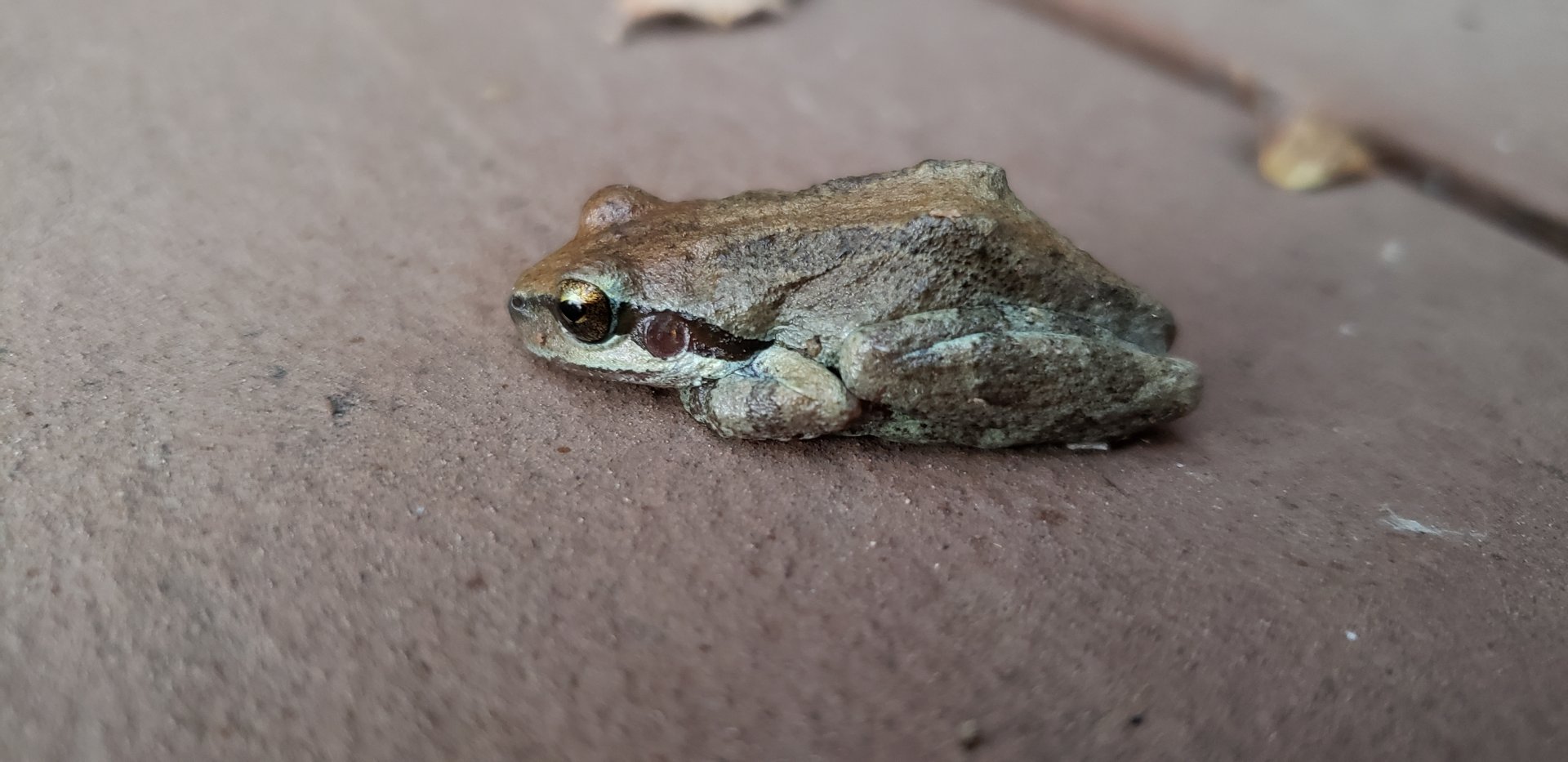 Pacific Treefrog