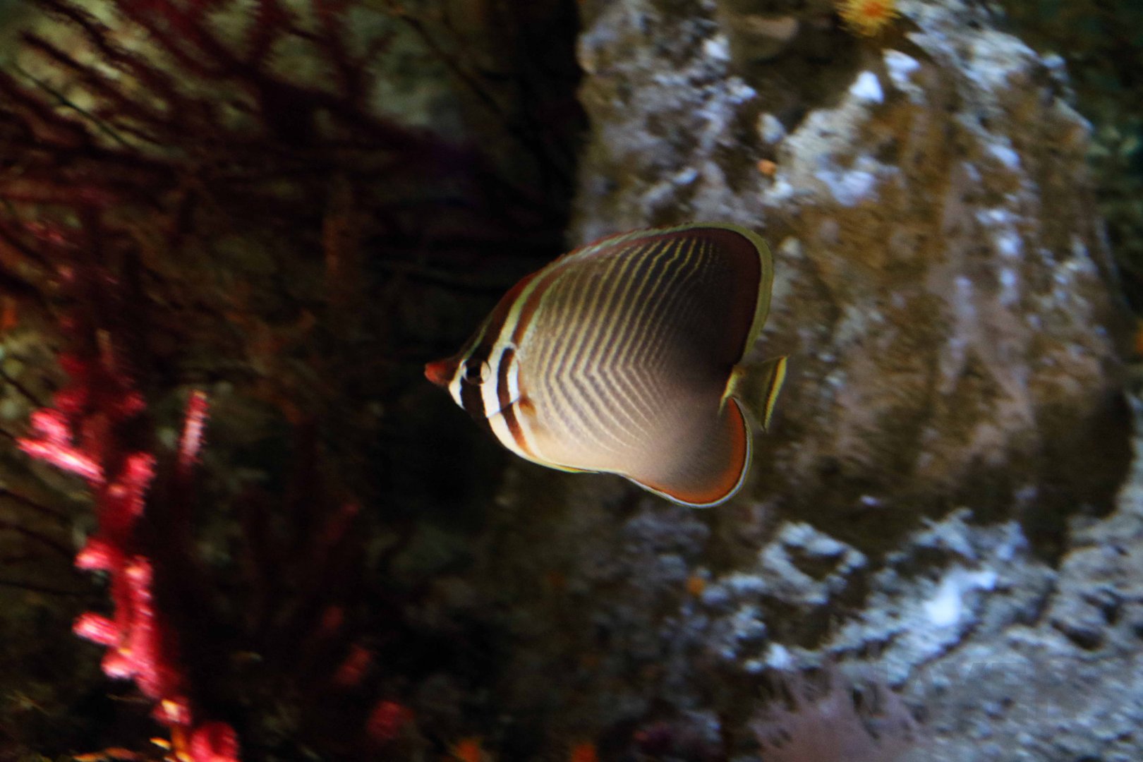 Pacific triangular butterflyfish, October 2017