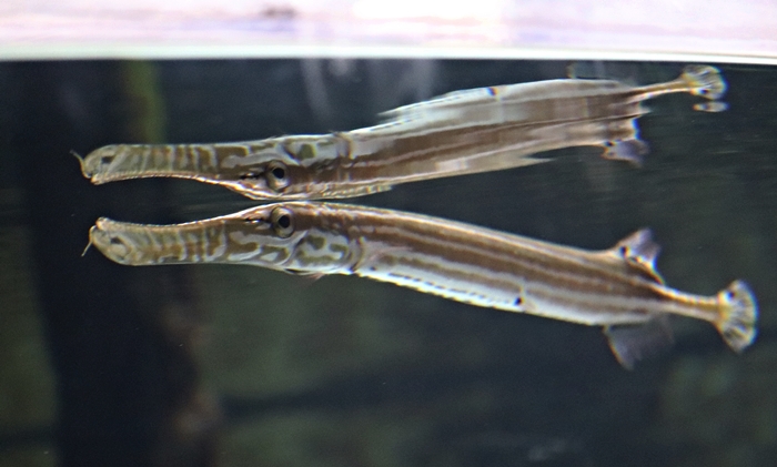 Pacific trumpetfish (Aulostomus chinensis)