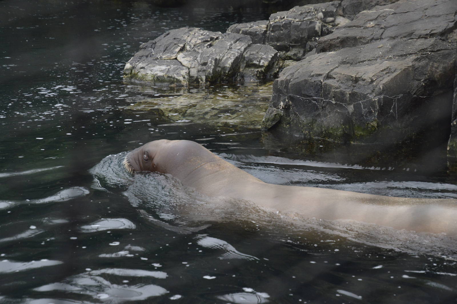 Pacific Walrus 021215