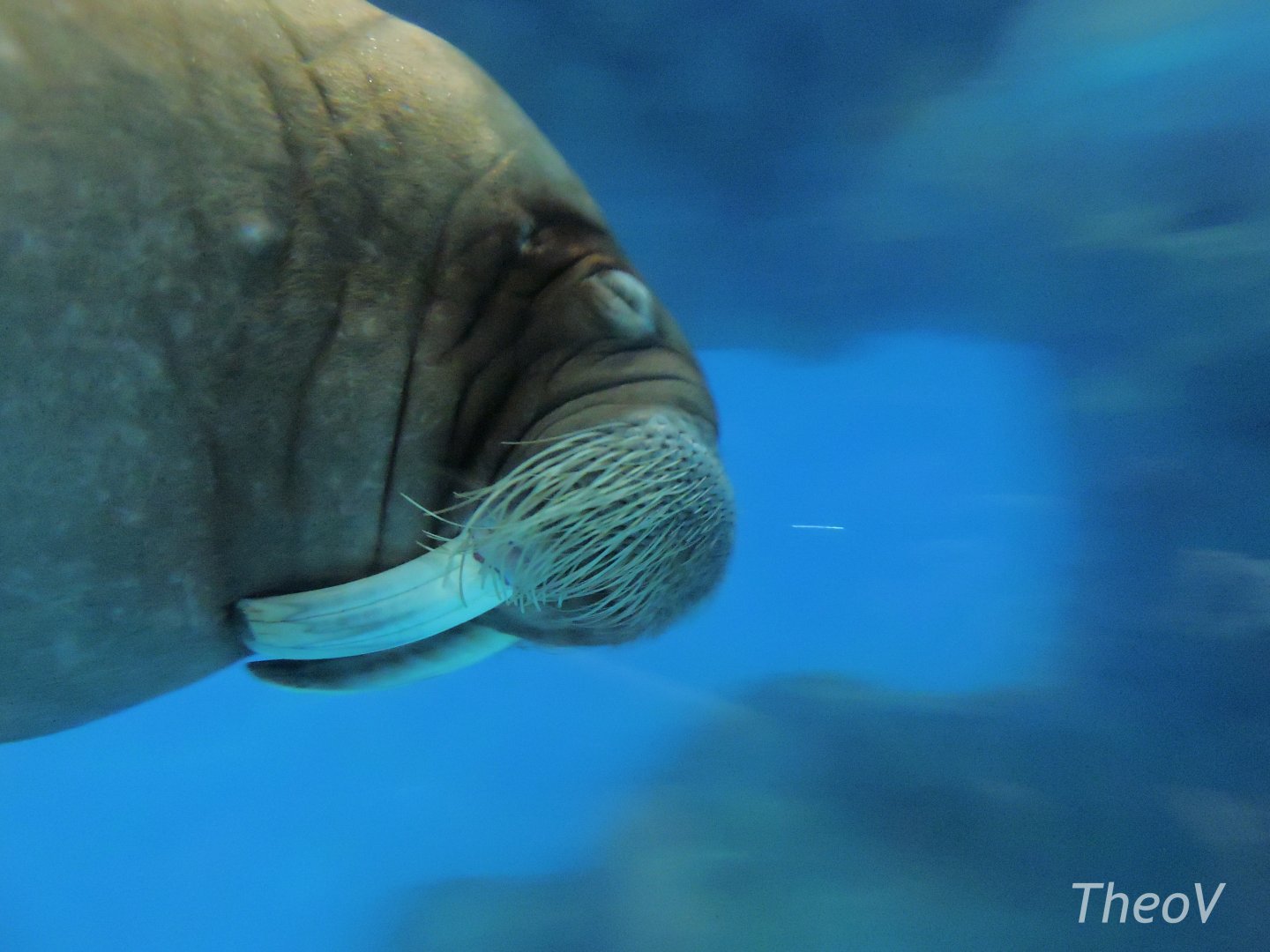 Pacific walrus [2016]