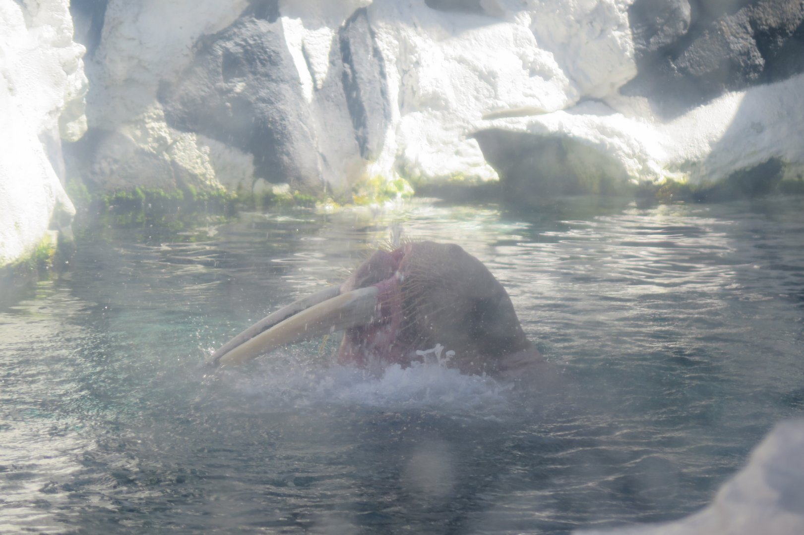 Pacific Walrus(8/26/24)
