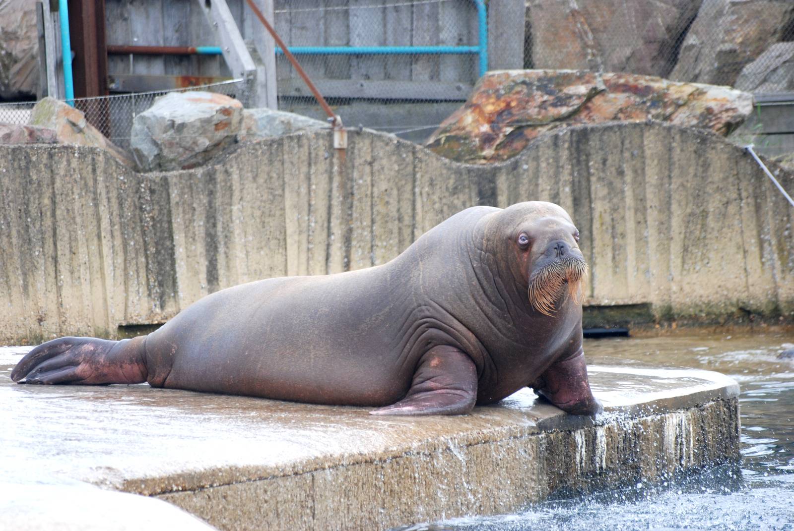 Pacific Walrus at Harderwijk, 01/06/12