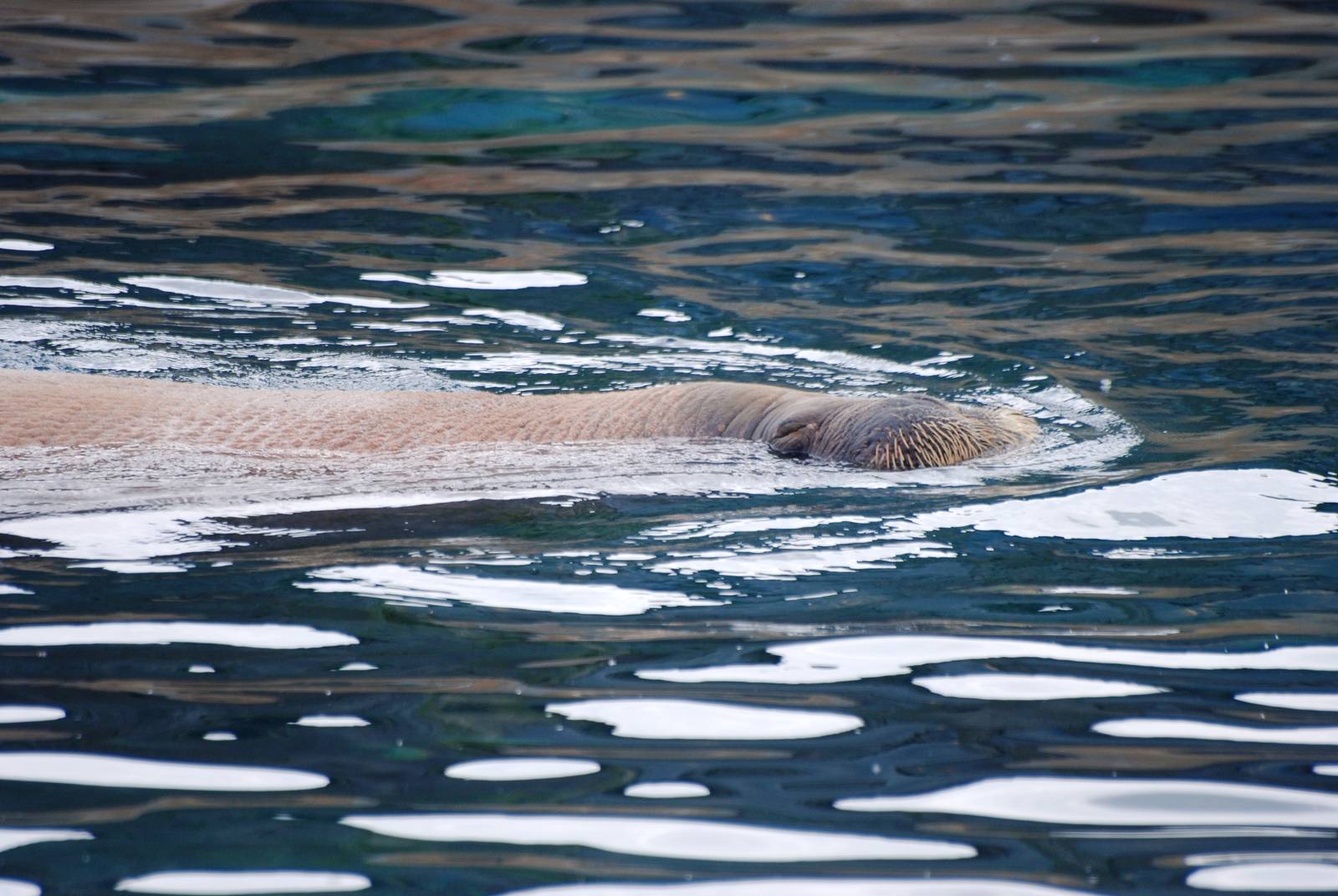 Pacific Walrus at Harderwijk, 01/06/12