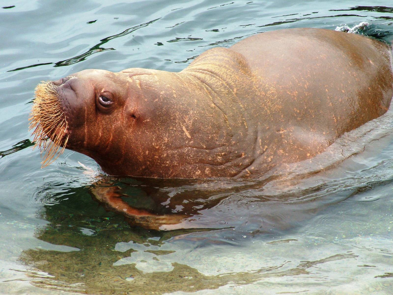 Pacific Walrus at Harderwijk, 01/06/12