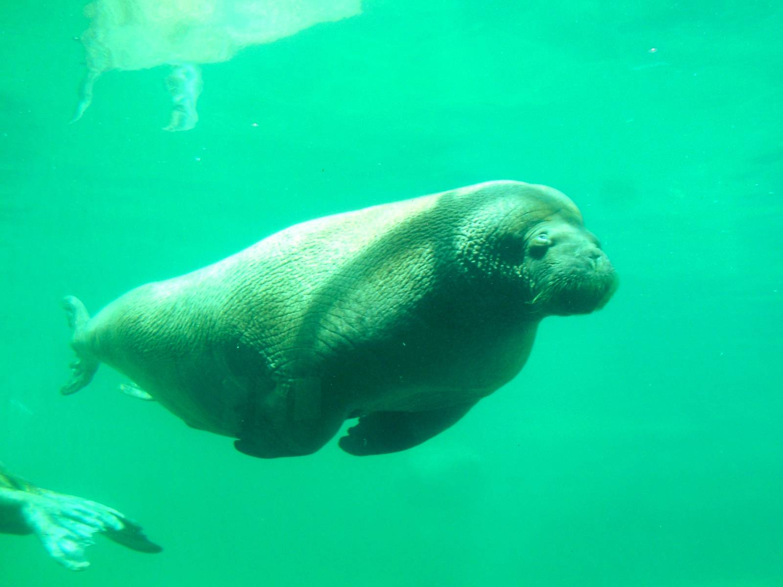 Pacific Walrus at Harderwijk, 01/06/12