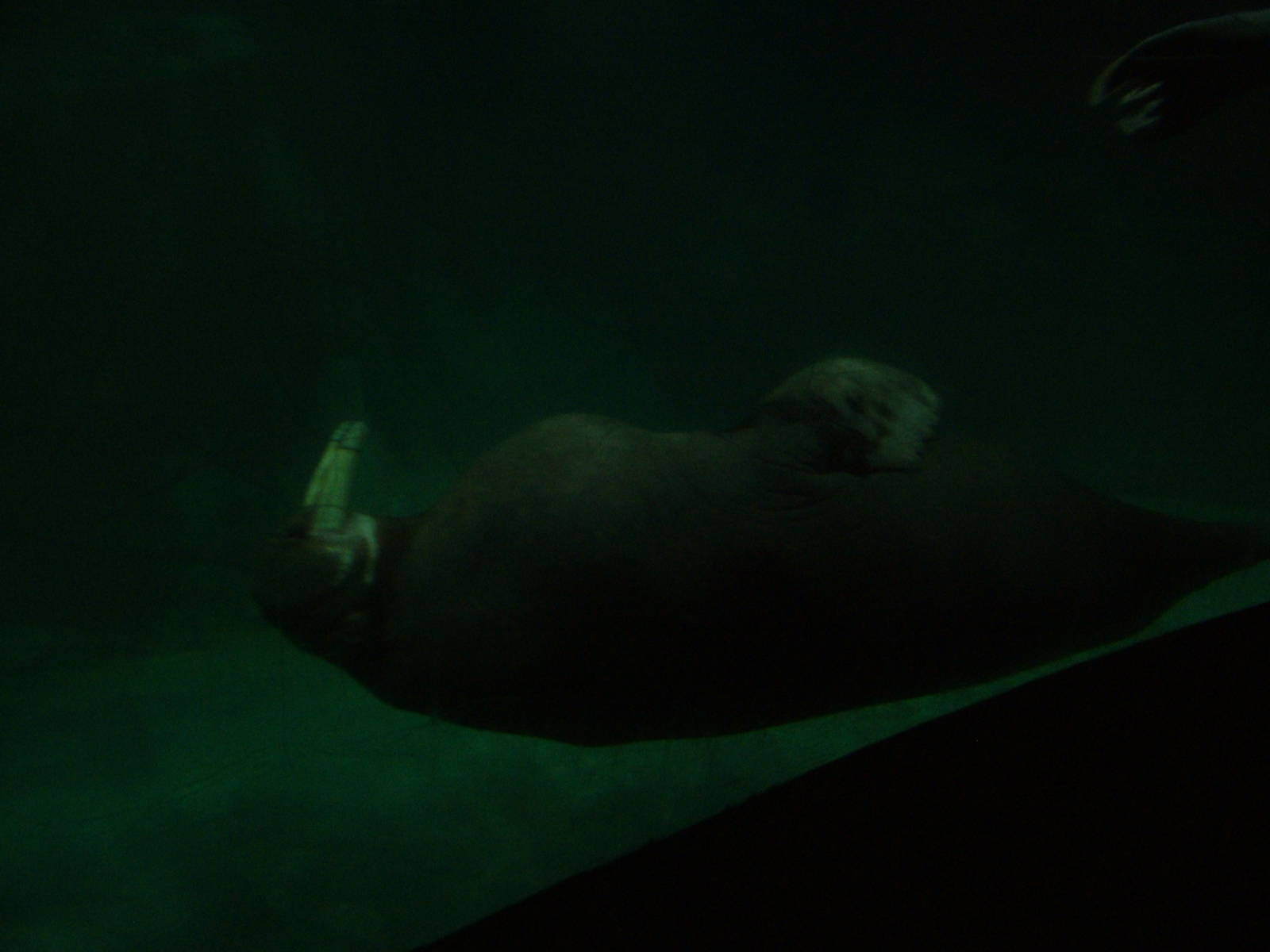 Pacific Walrus at Oceanografic, 29/05/11