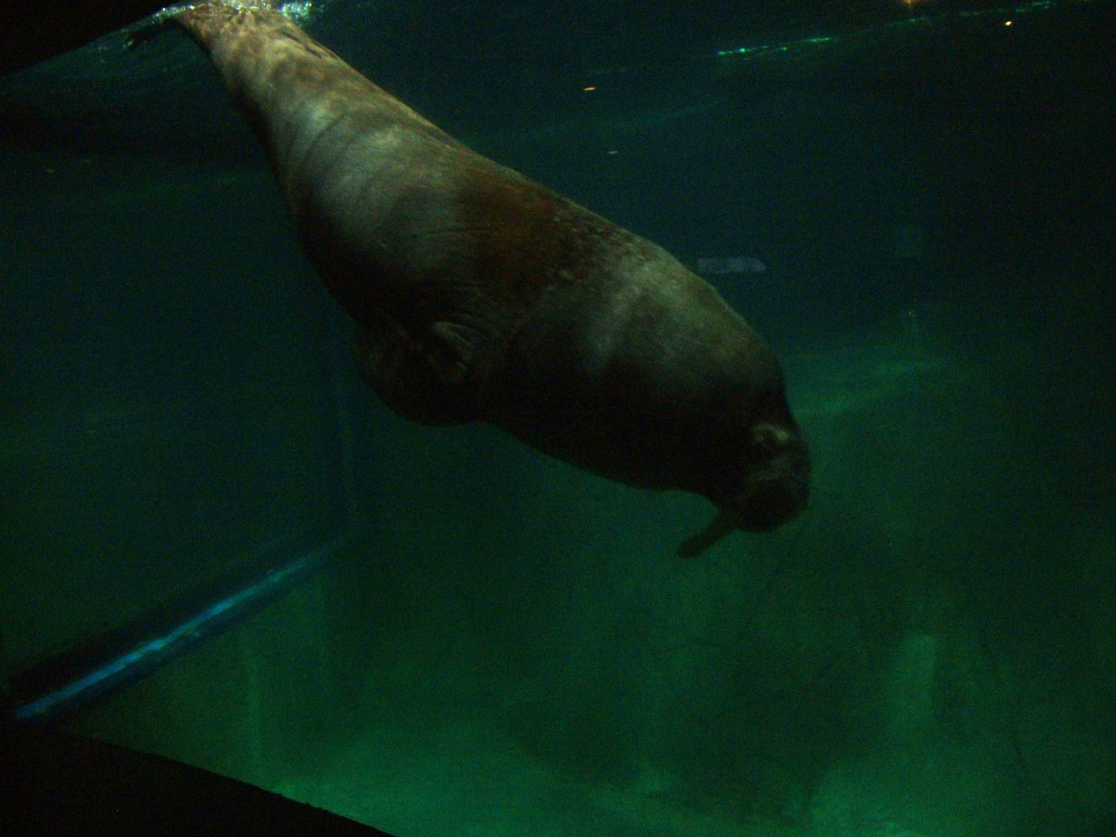 Pacific Walrus at Oceanografic, 29/05/11