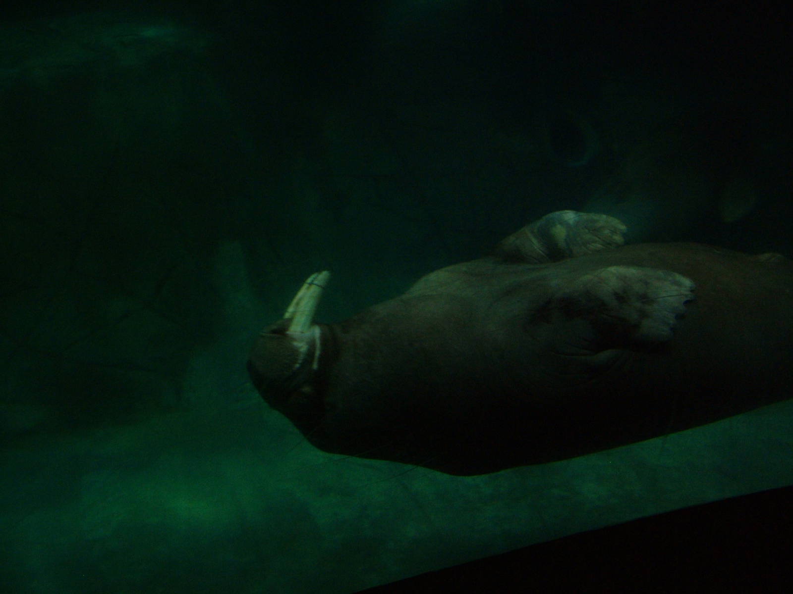 Pacific Walrus at Oceanografic, 29/05/11