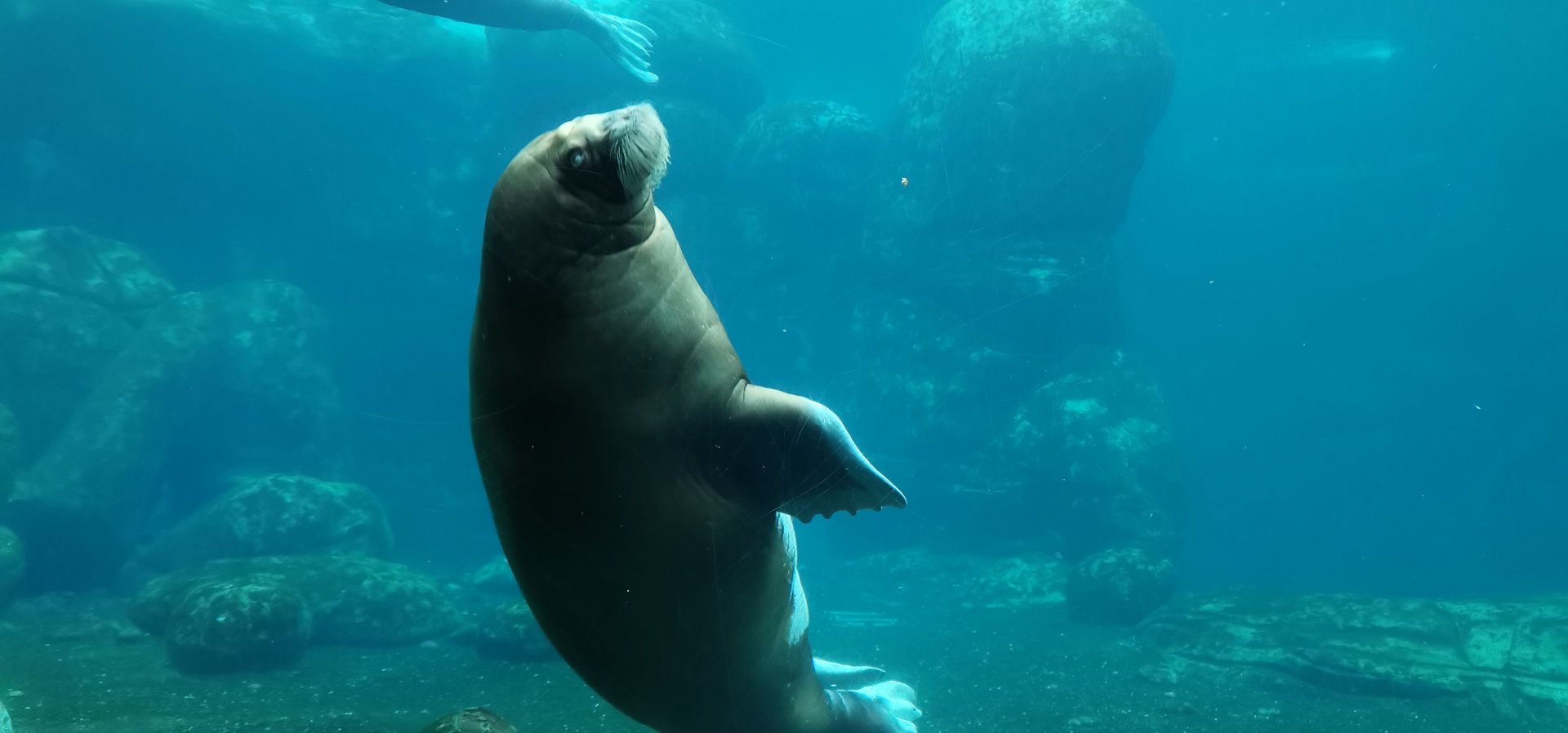 Pacific Walrus, Eismeer underwater view