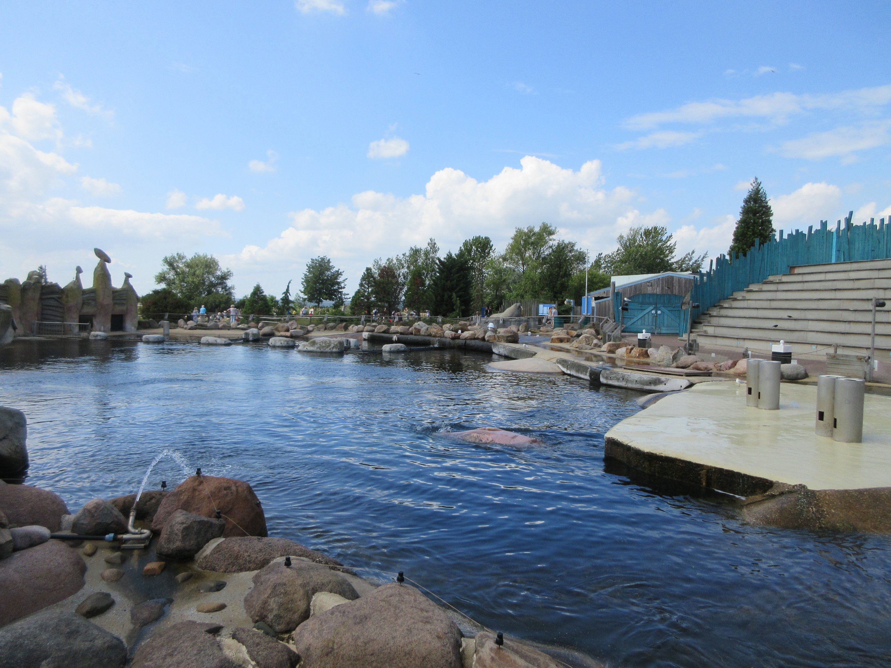 Pacific Walrus Exhibit
