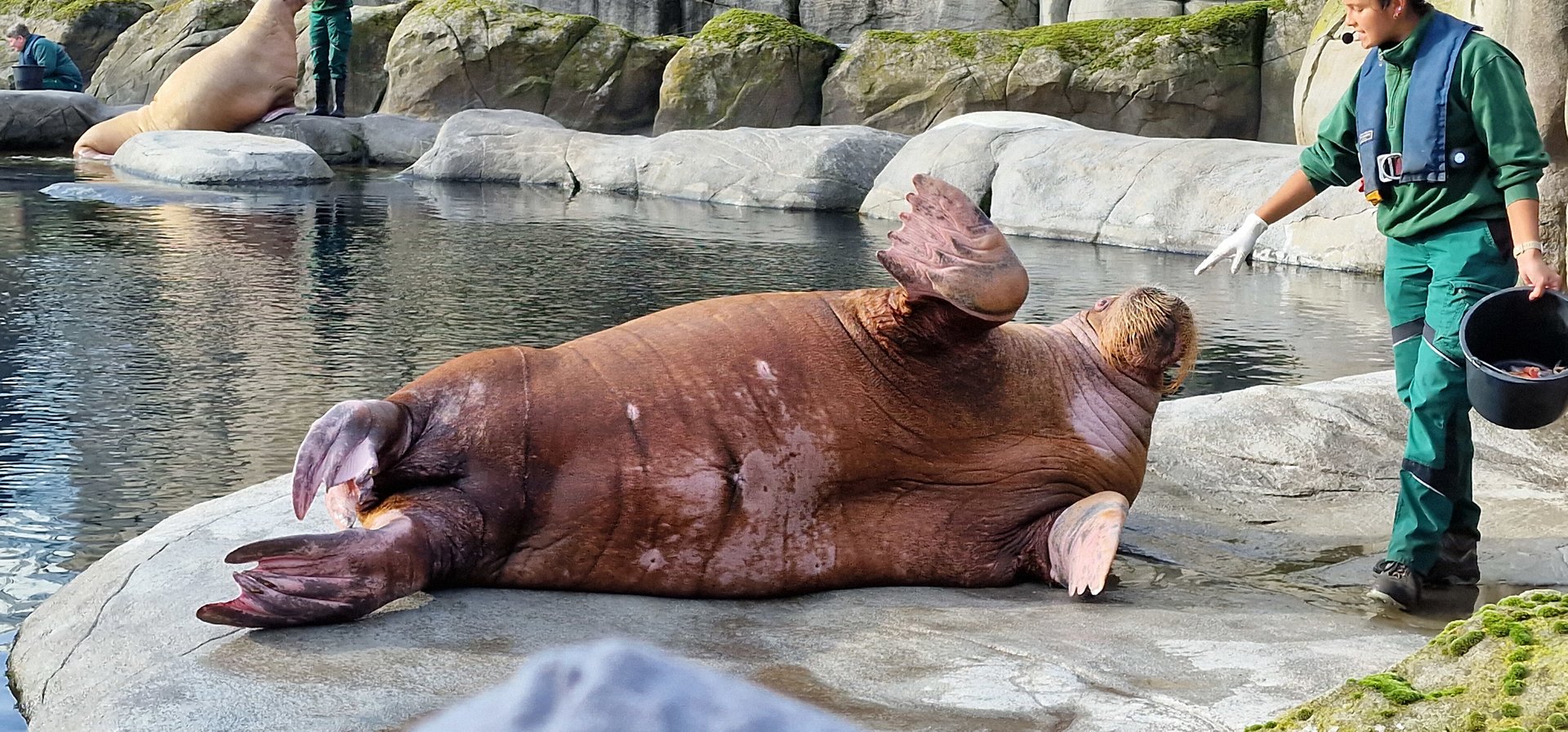 Pacific walrus feeding