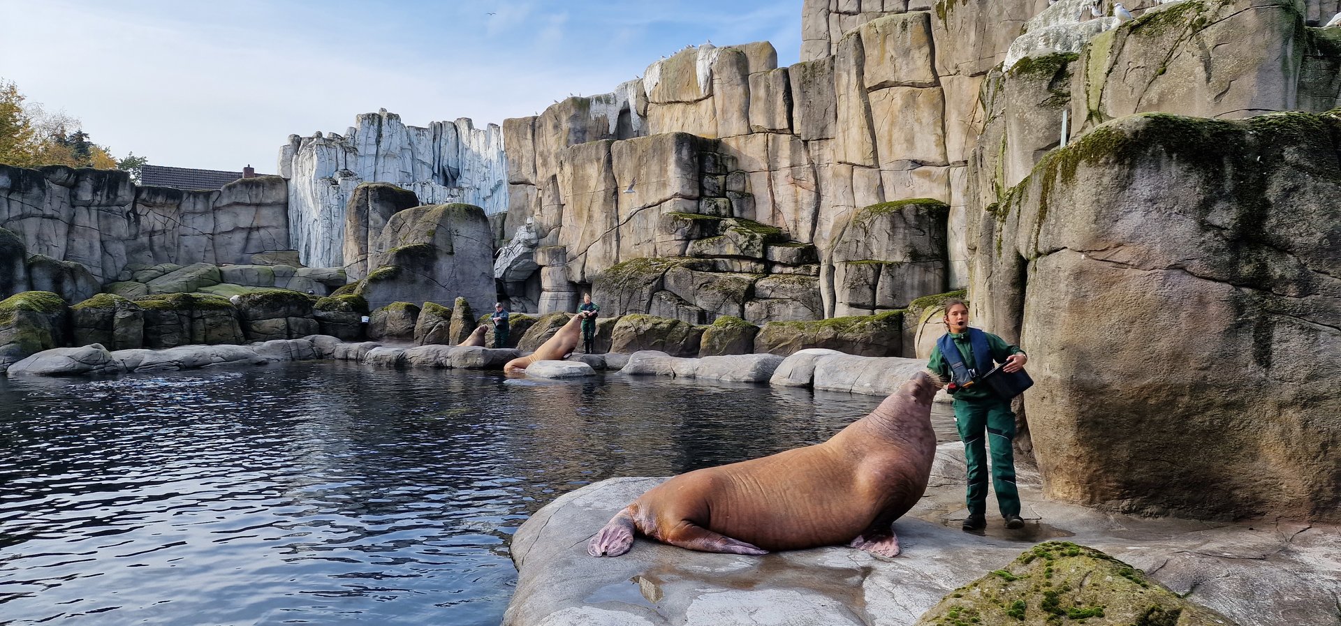 Pacific walrus feeding