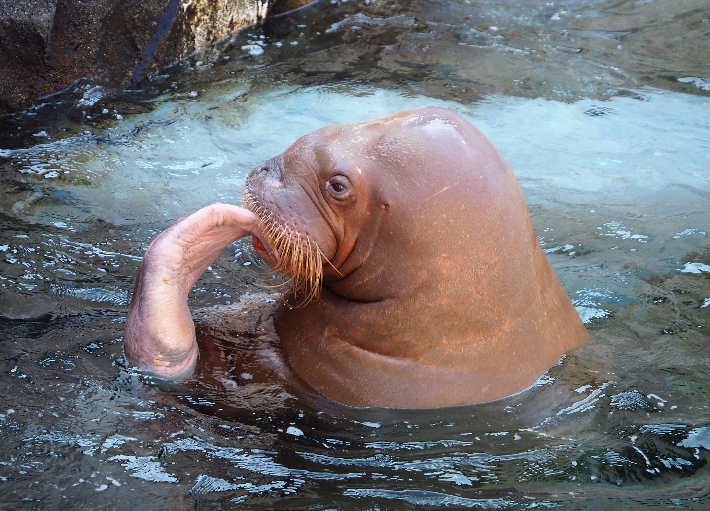 Pacific walrus Frosya (Odobenus rosmarus divergens), 2021-09-03