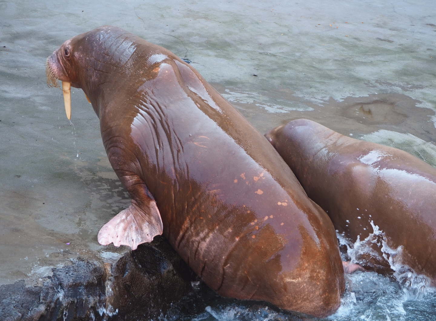 Pacific walrus Garik (Odobenus rosmarus divergens), 2021-09-03