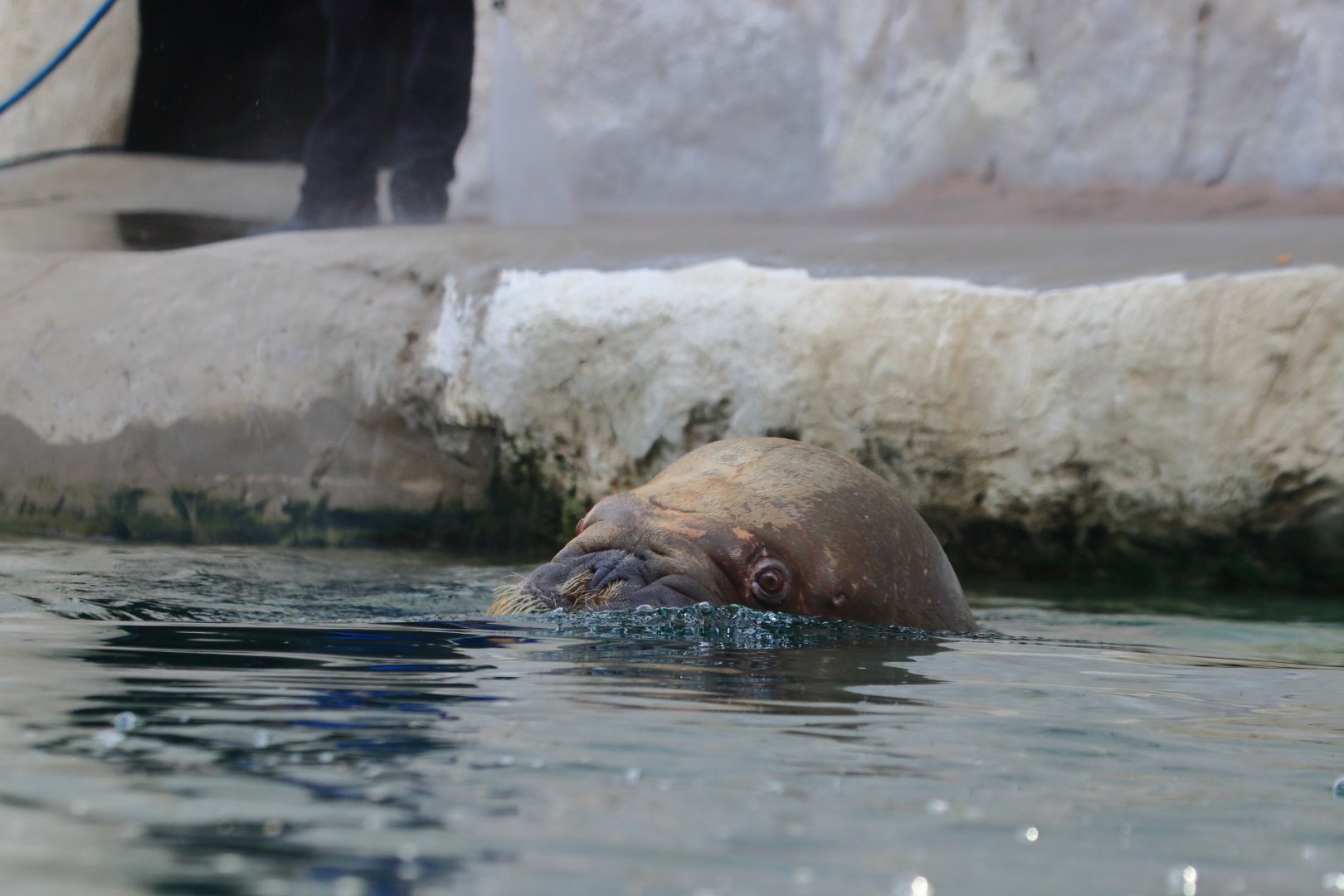 Pacific walrus (July 2020)