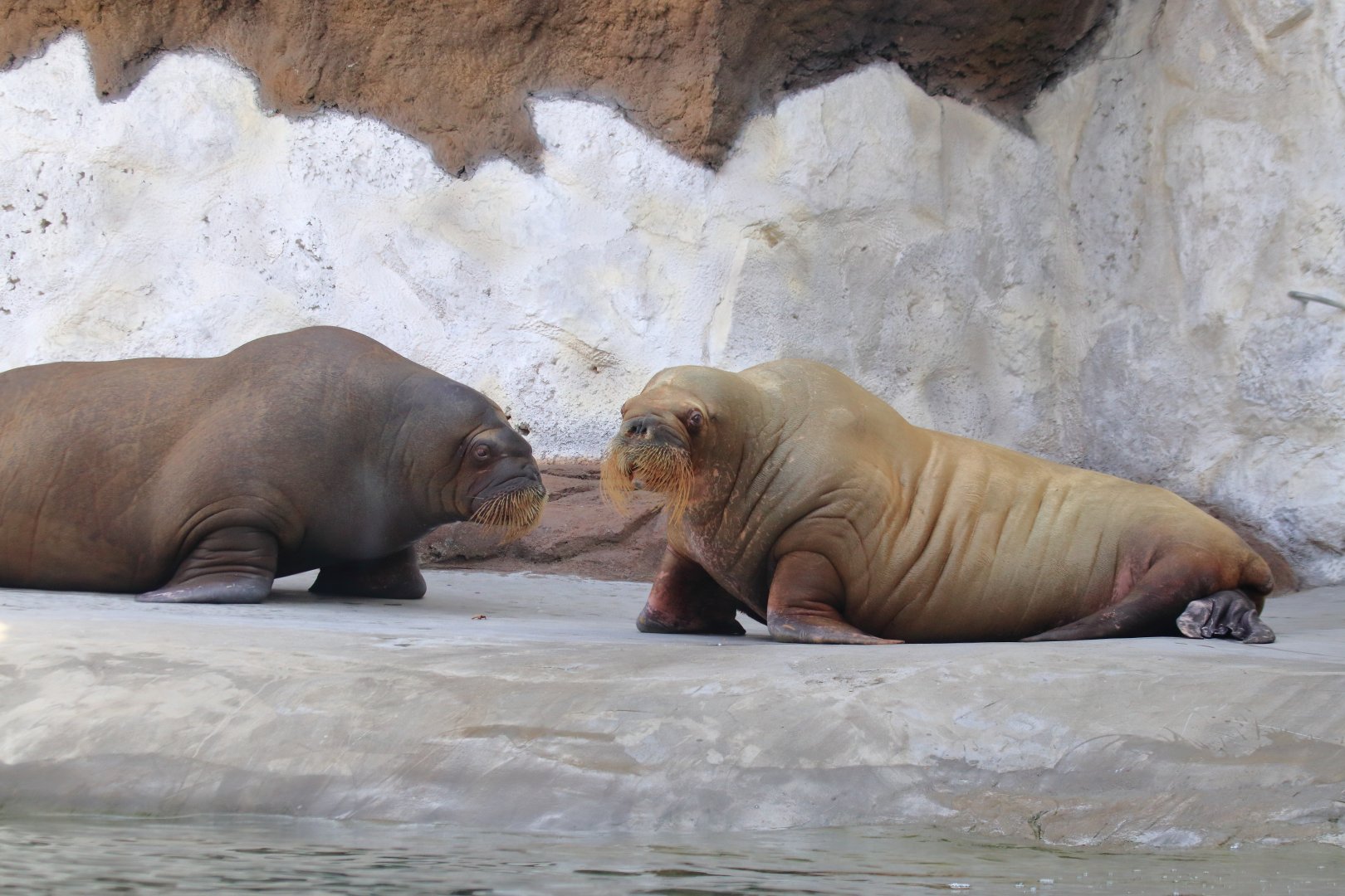 Pacific walrus (July 2020)
