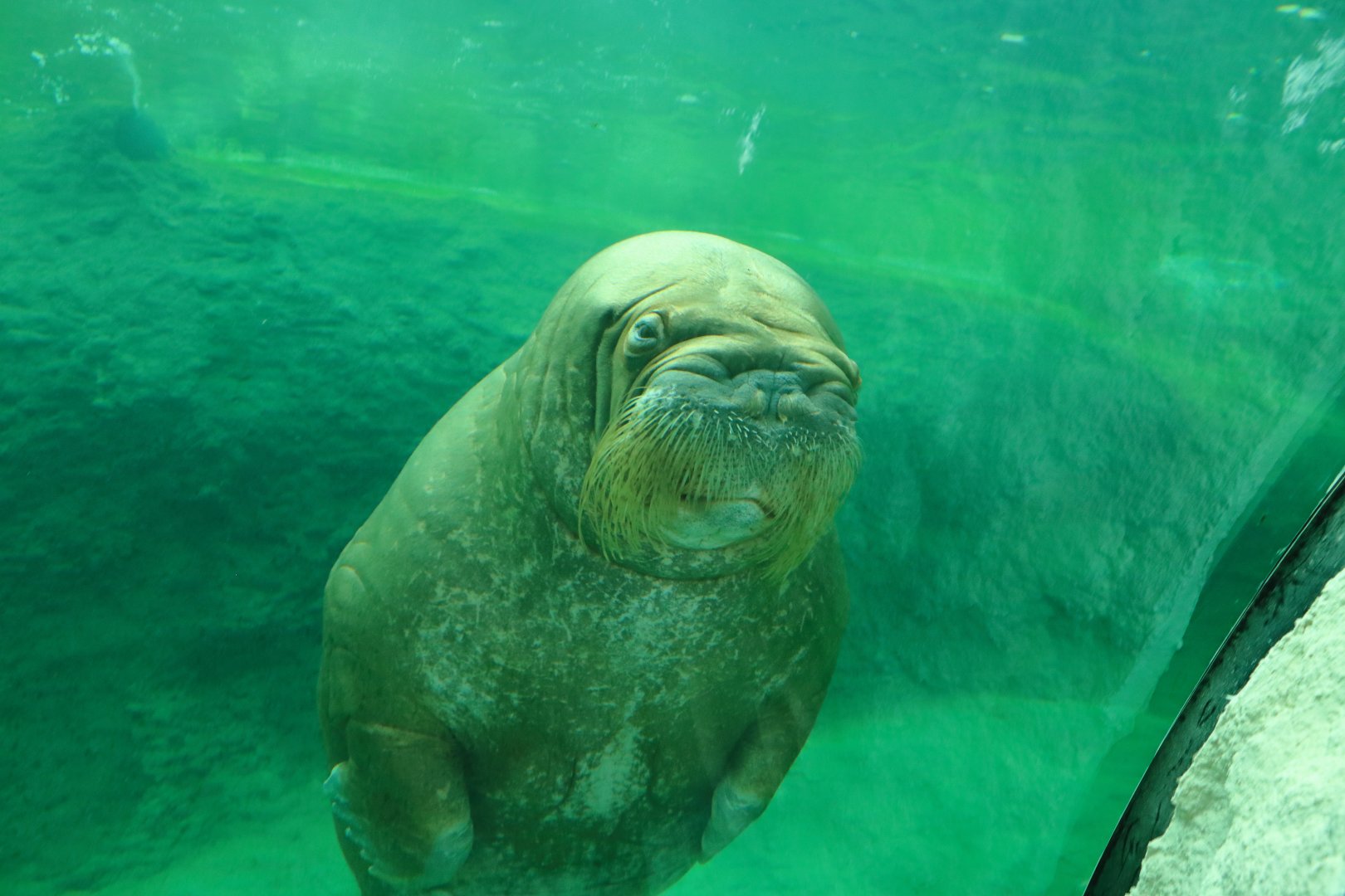 Pacific walrus (July 2020)