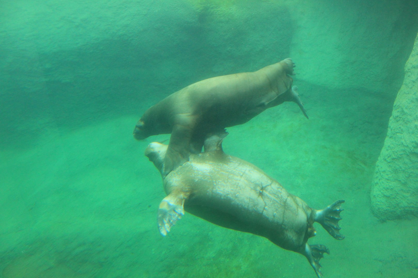 Pacific walrus (July 2020)