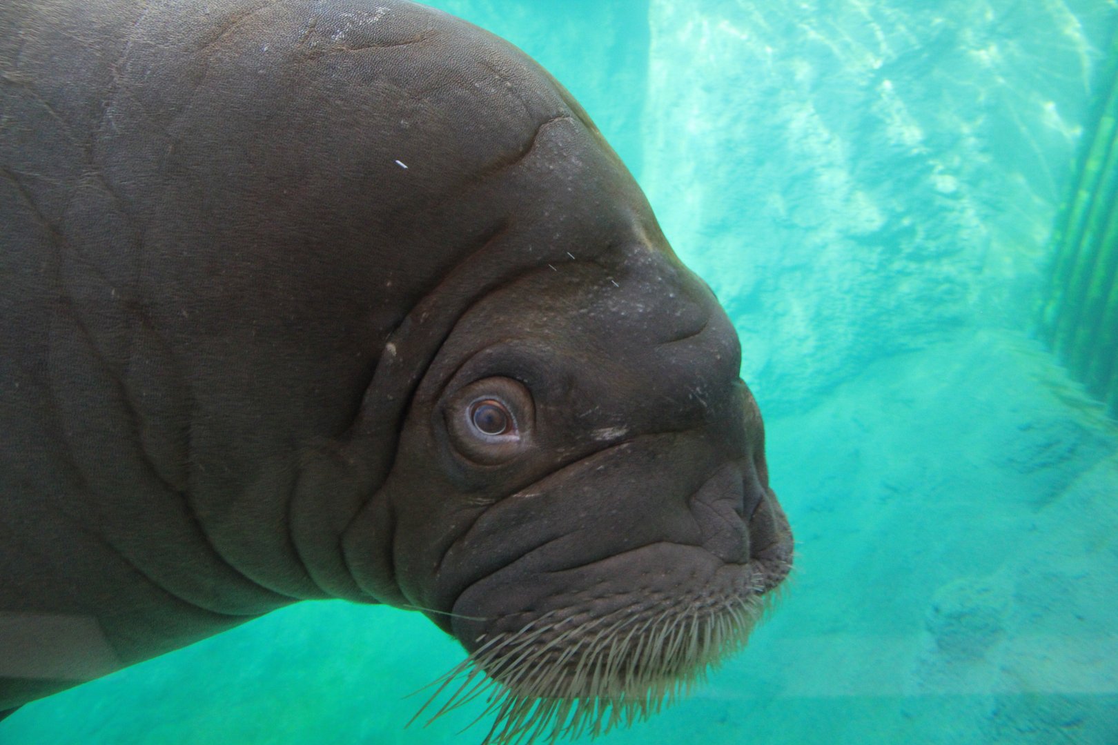 Pacific walrus (July 2020)