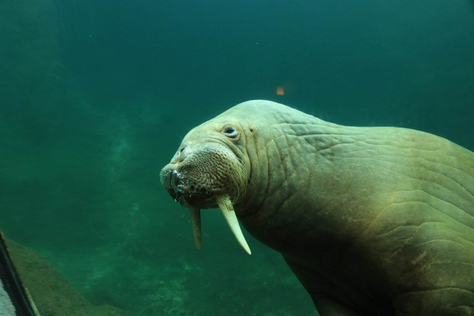 Pacific walrus (July 2021)