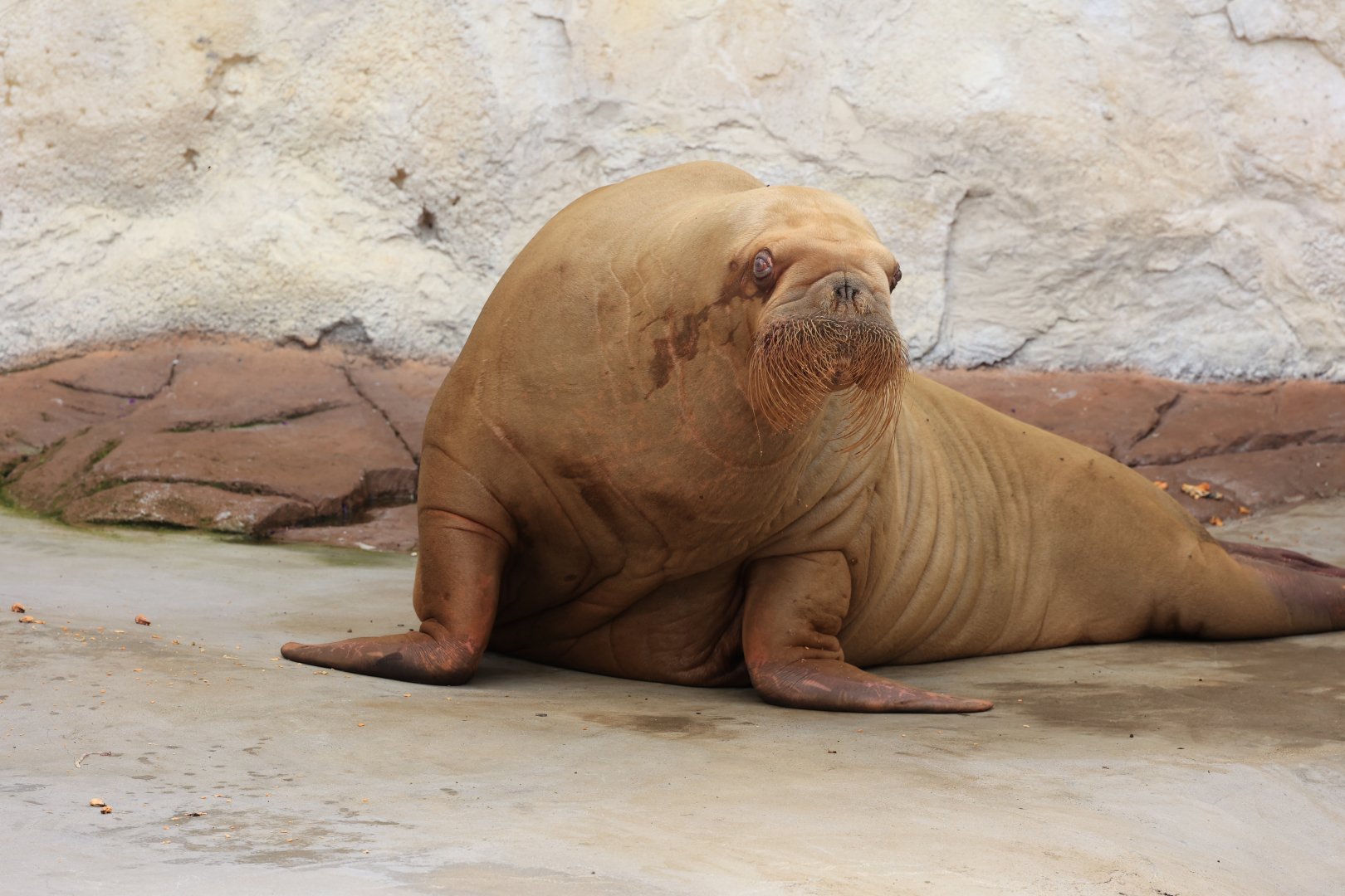 Pacific walrus (July 2021)