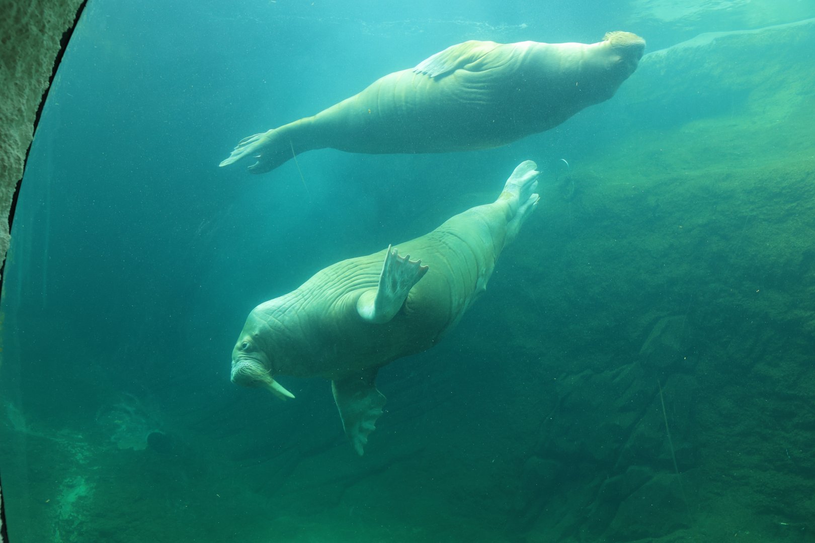 Pacific walrus (July 2021)