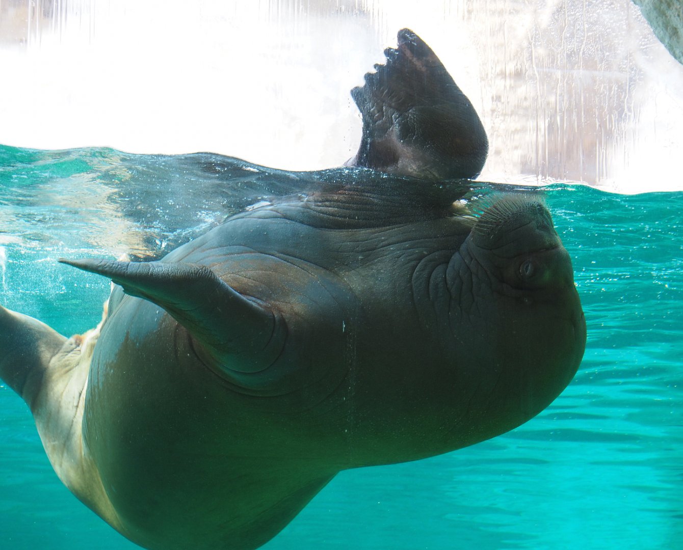 Pacific walrus (Odobenus rosmarus divergens), 2020-09-02