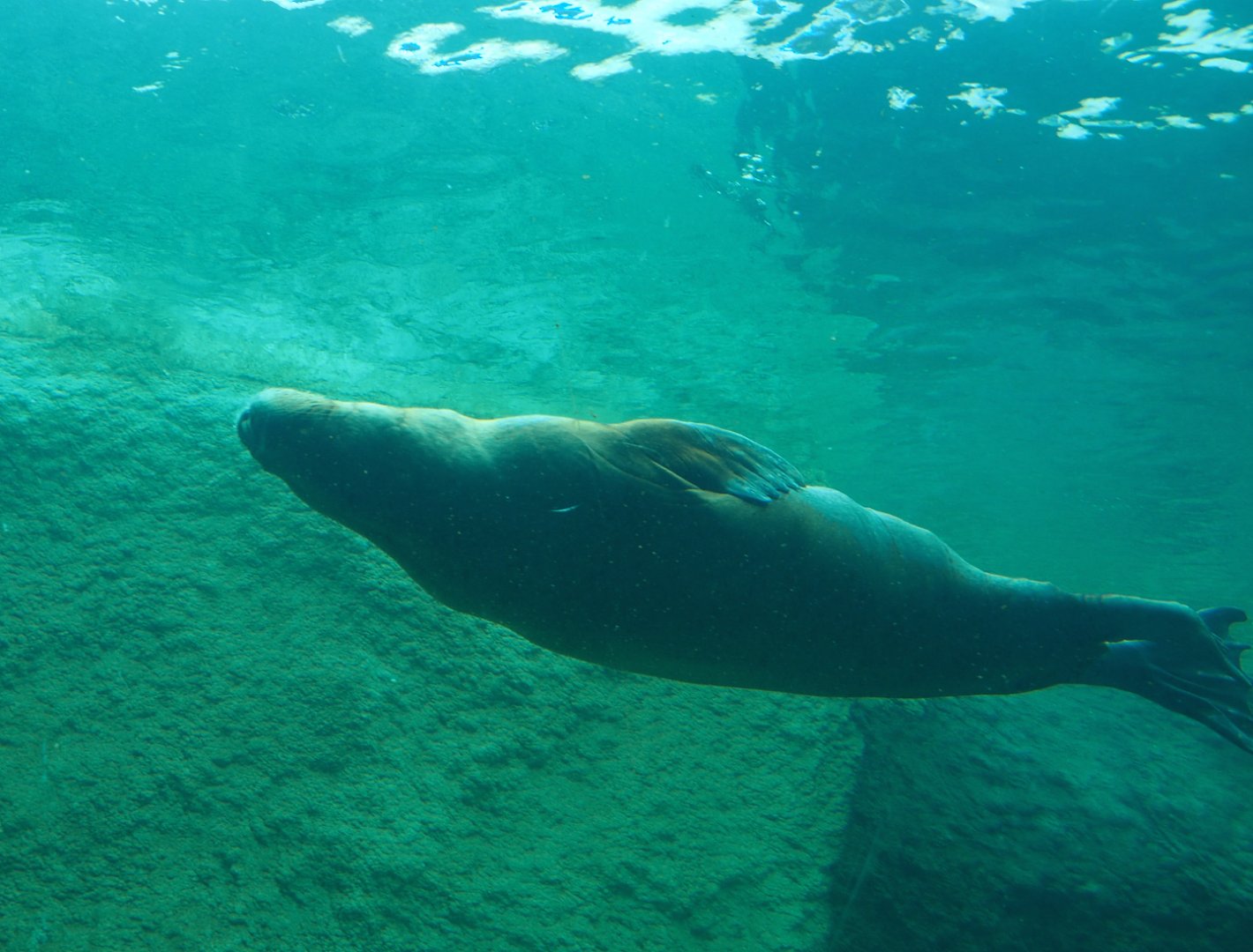 Pacific walrus (Odobenus rosmarus divergens), 2020-09-03