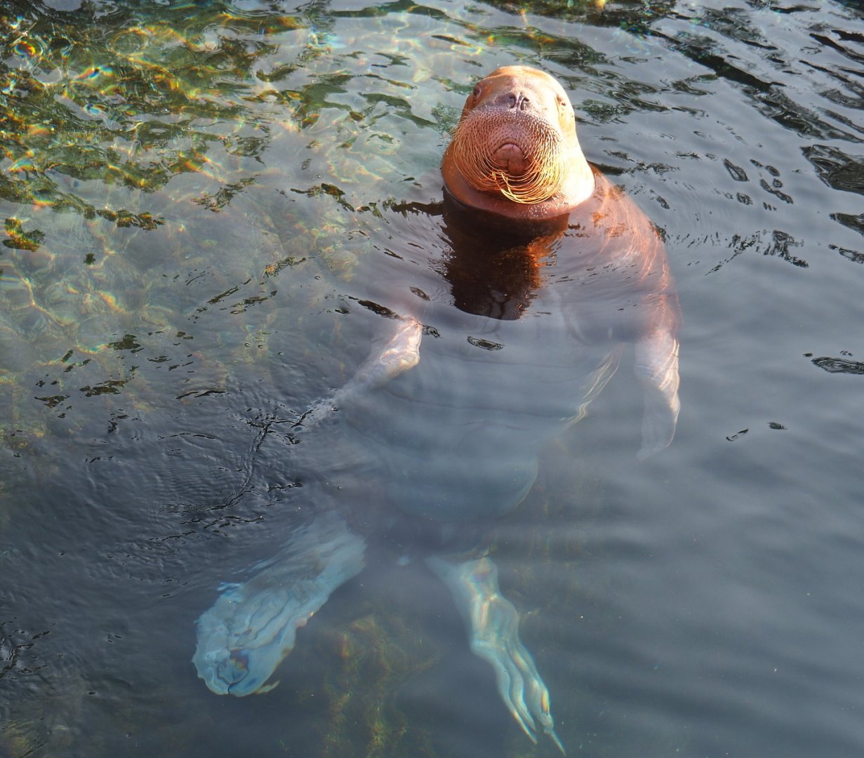 Pacific walrus (Odobenus rosmarus divergens), 2021-09-02