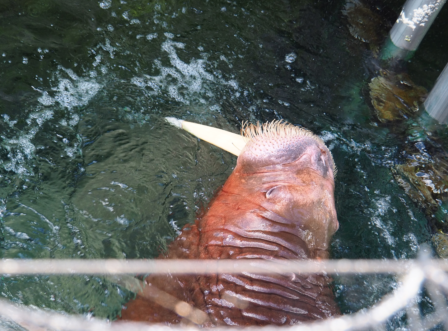 Pacific walrus (Odobenus rosmarus divergens), 2022-06-28